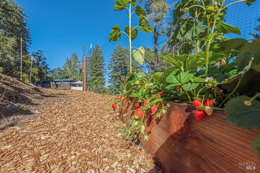 Detail Gallery Image 44 of 74 For 17197 Fitzpatrick Ln, Occidental,  CA 95465 - 3 Beds | 1 Baths