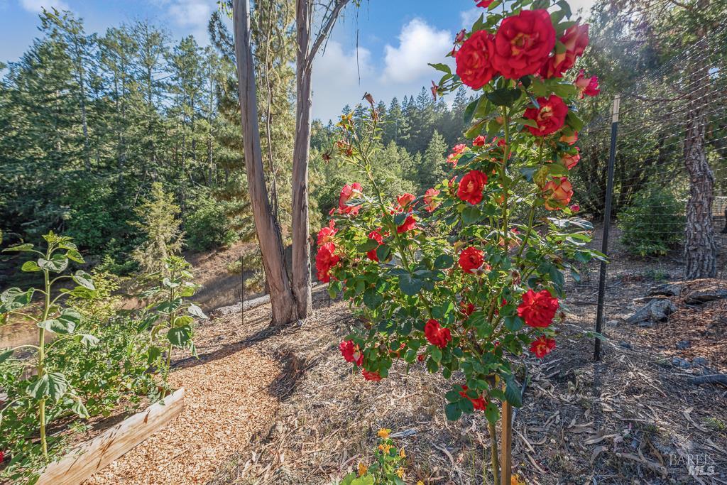 Detail Gallery Image 43 of 74 For 17197 Fitzpatrick Ln, Occidental,  CA 95465 - 3 Beds | 1 Baths
