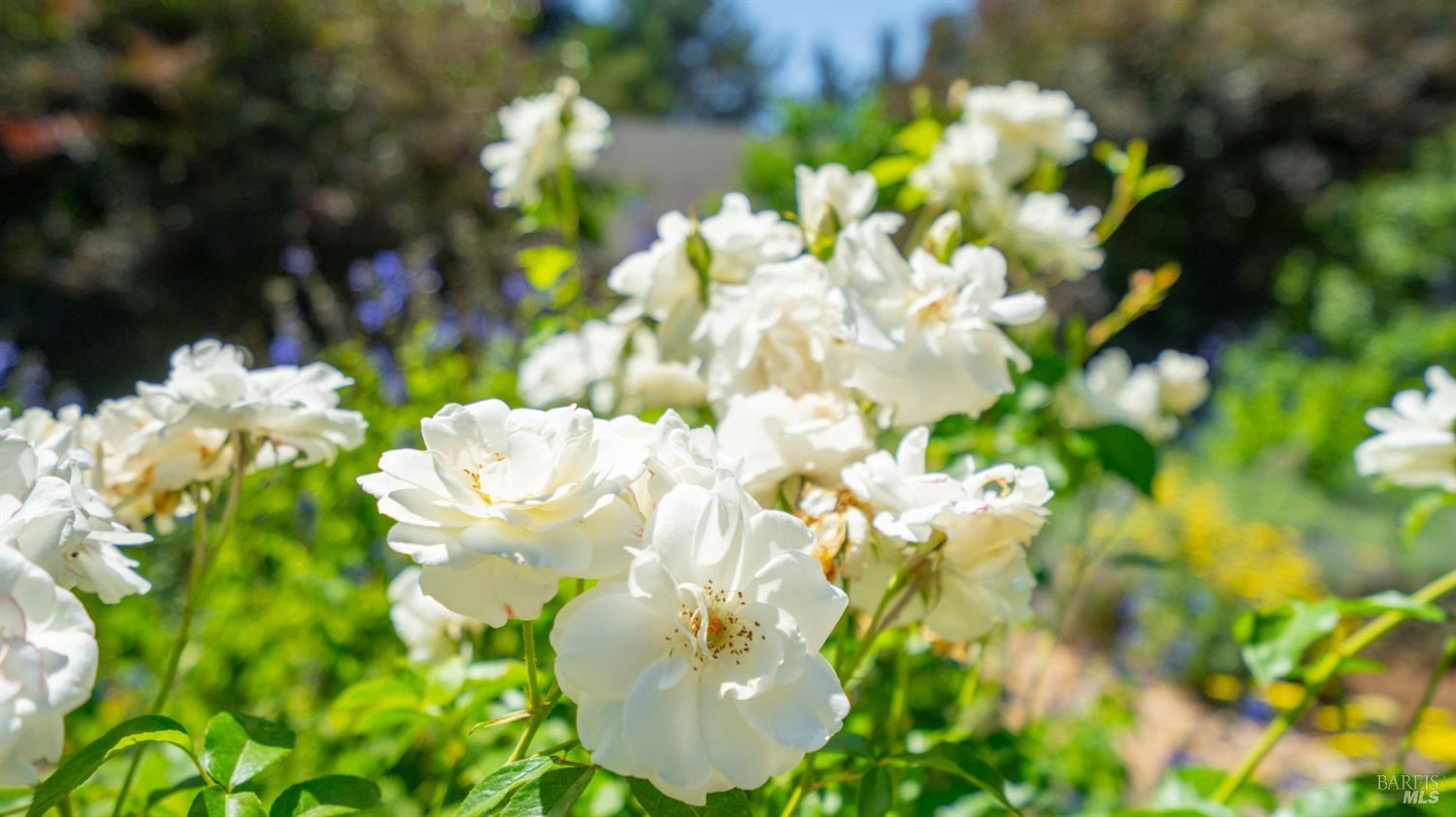 Detail Gallery Image 53 of 63 For 3155 Frei Rd, Sebastopol,  CA 95472 - 3 Beds | 2/1 Baths