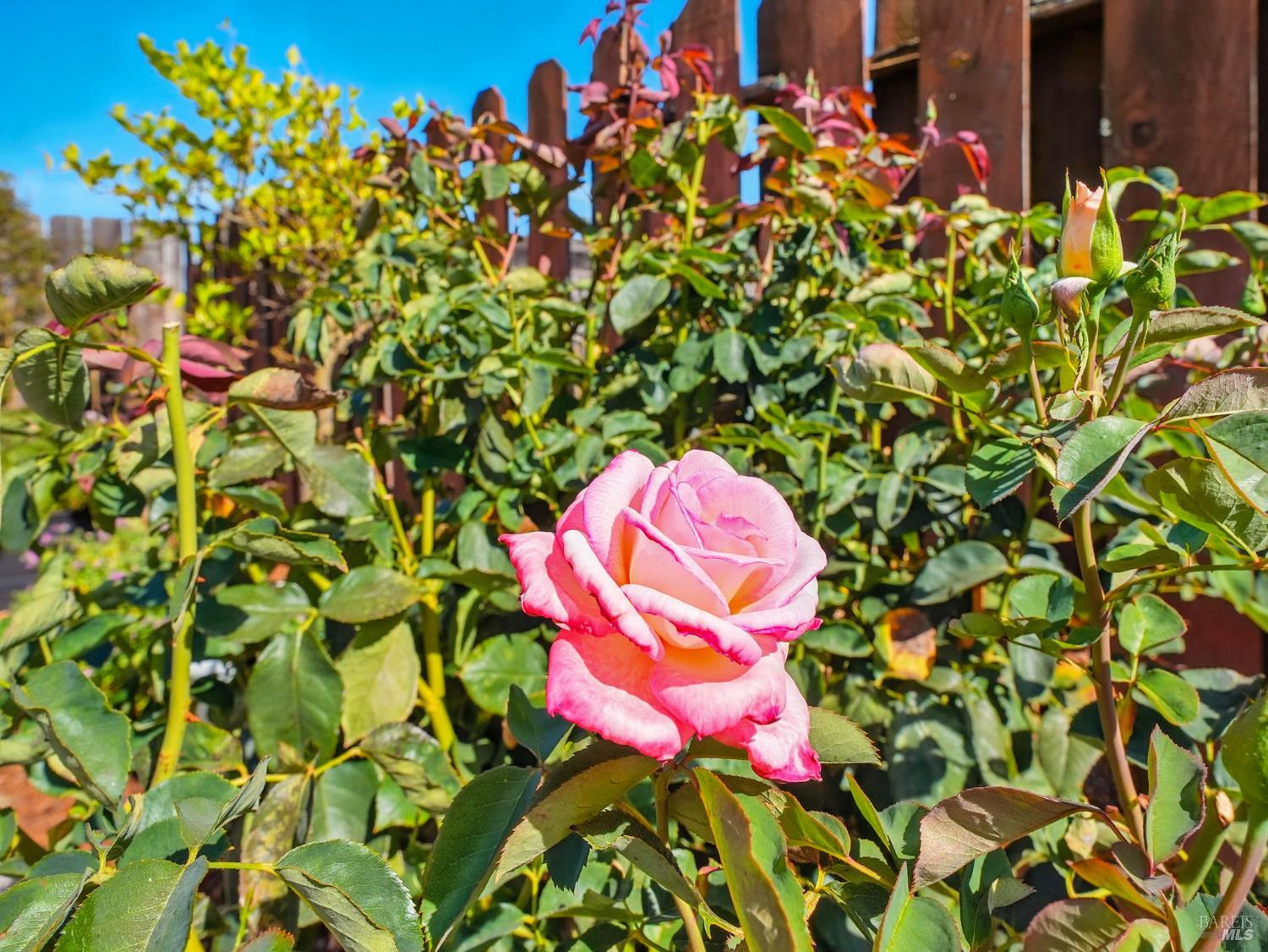 Detail Gallery Image 31 of 40 For 1388 Donna St, Novato,  CA 94947 - 3 Beds | 2 Baths