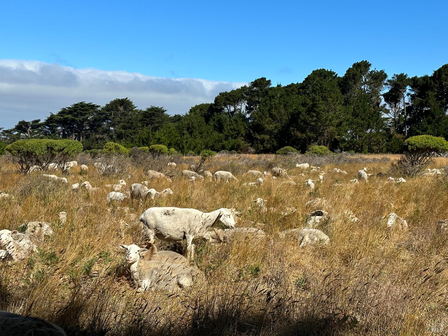 Detail Gallery Image 18 of 30 For 135 Shepherds Close Unkn, The Sea Ranch,  CA 95497 - – Beds | – Baths