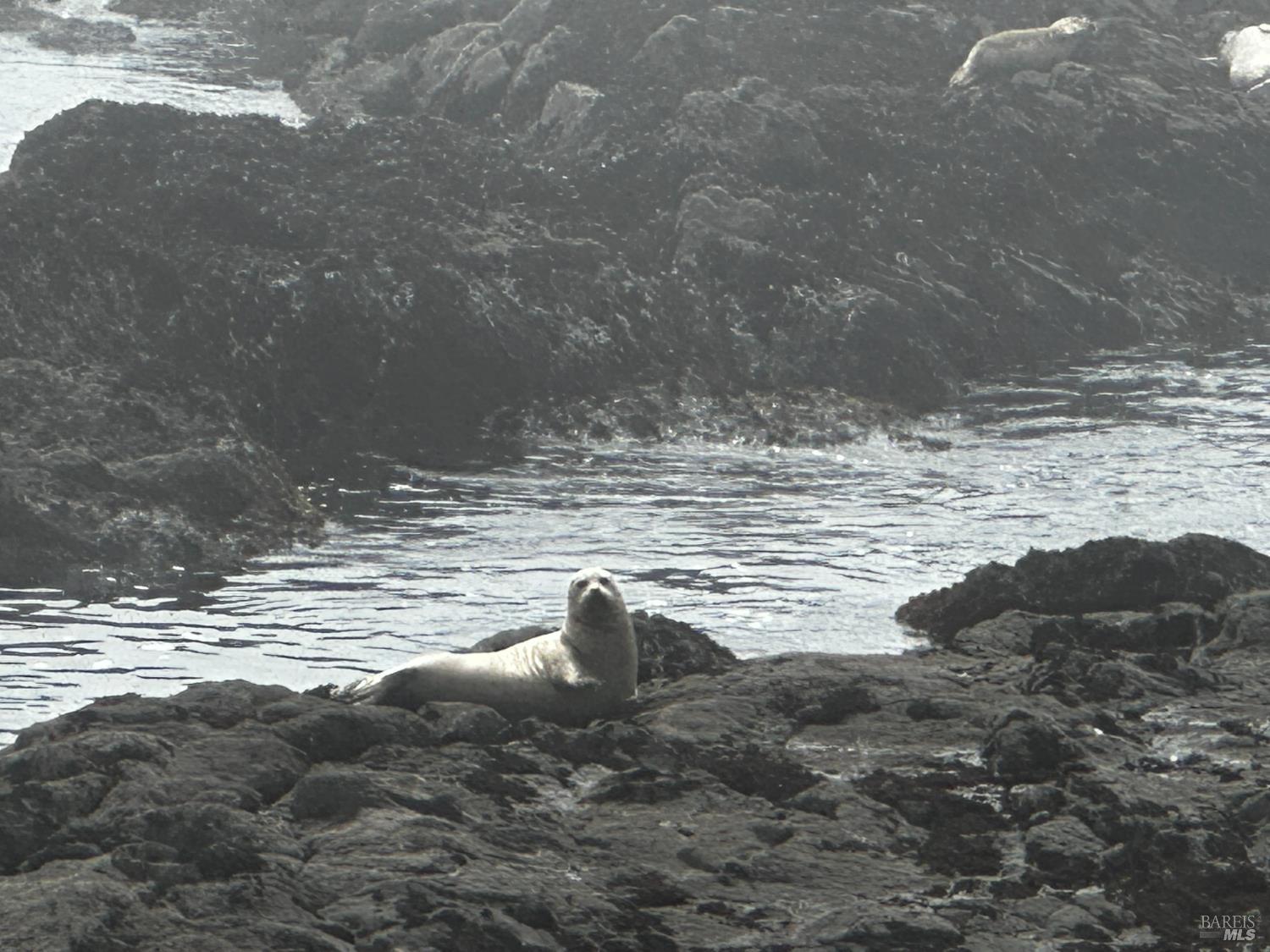 Detail Gallery Image 17 of 30 For 135 Shepherds Close Unkn, The Sea Ranch,  CA 95497 - – Beds | – Baths