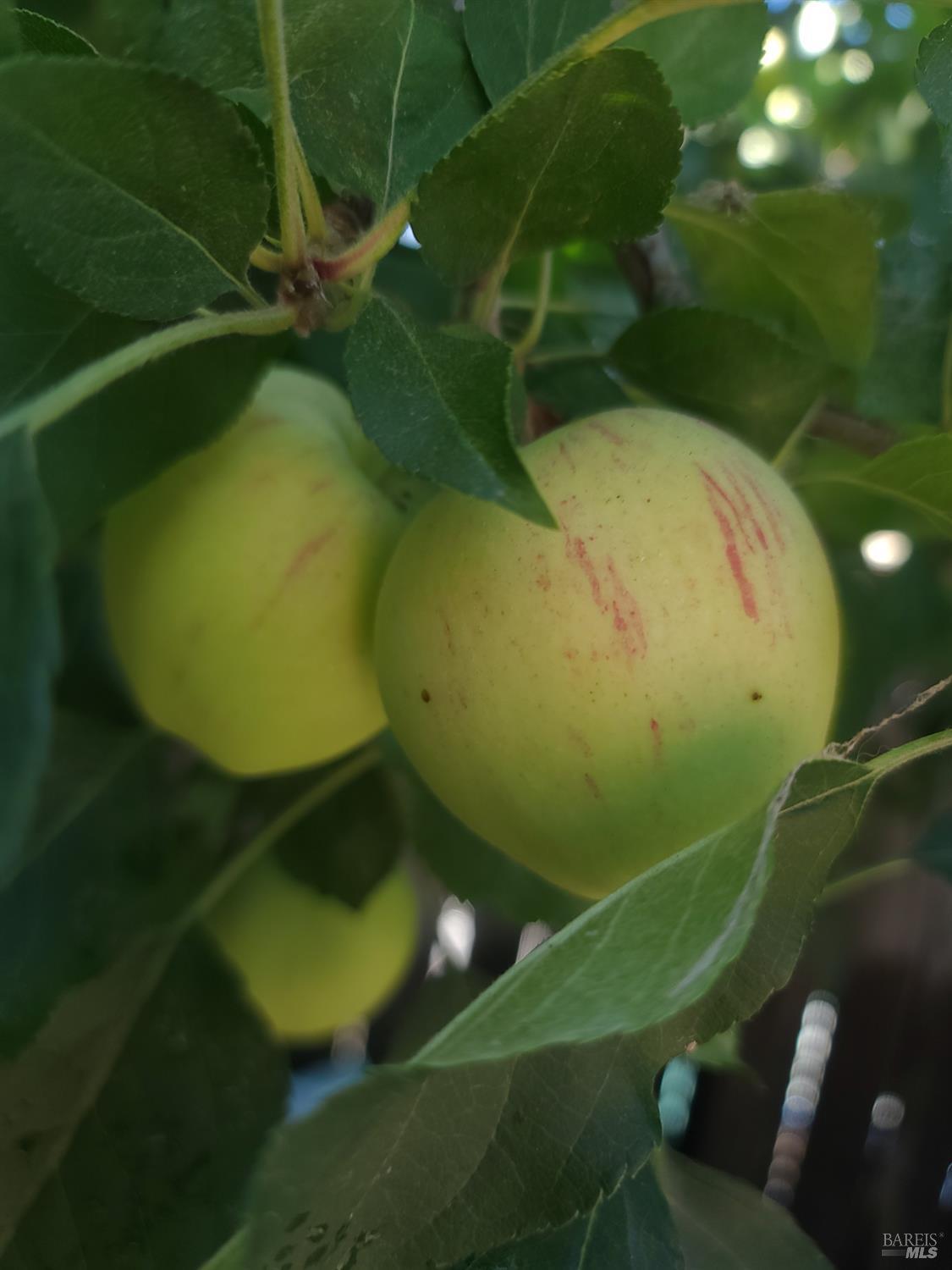 Detail Gallery Image 36 of 41 For Address Is Not Disclosed, Rohnert Park,  CA 94928 - 3 Beds | 2 Baths