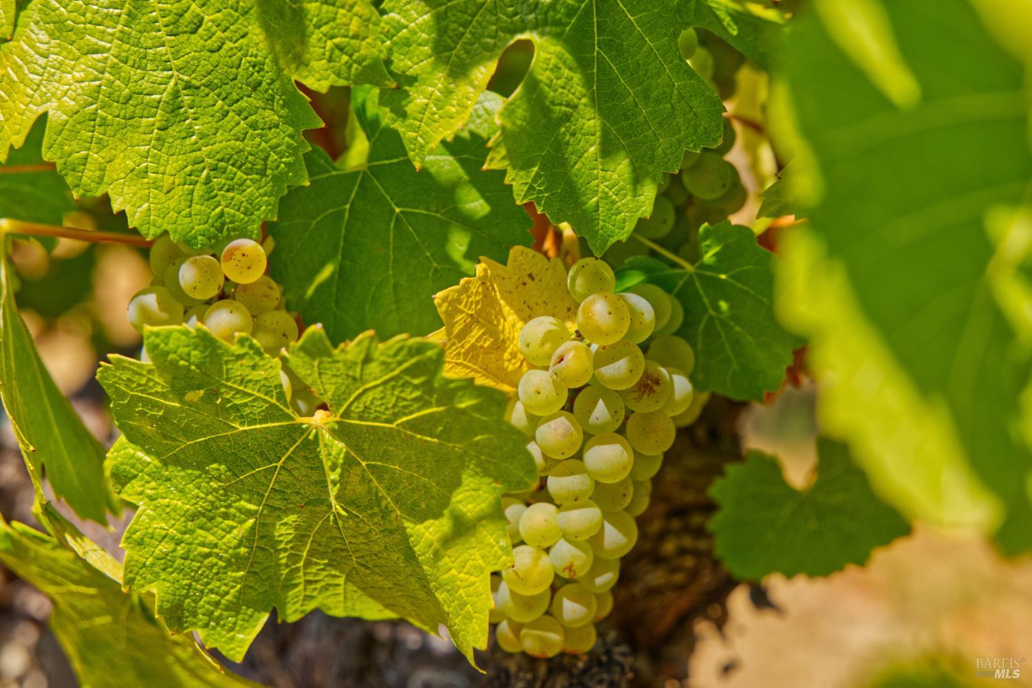 Detail Gallery Image 6 of 30 For 5200 116 N Hwy, Sebastopol,  CA 95472 - – Beds | – Baths