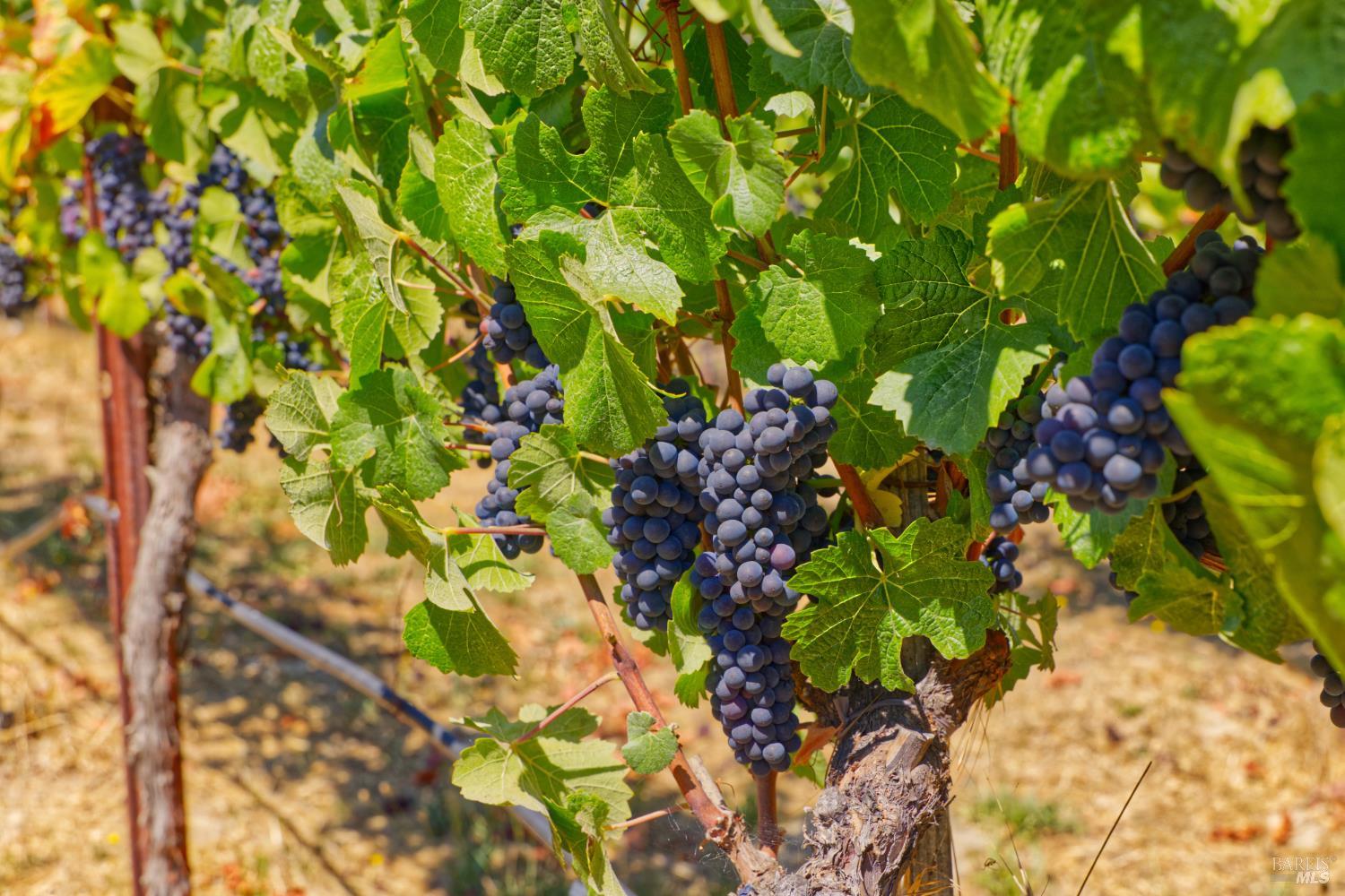 Detail Gallery Image 20 of 30 For 5200 116 N Hwy, Sebastopol,  CA 95472 - – Beds | – Baths