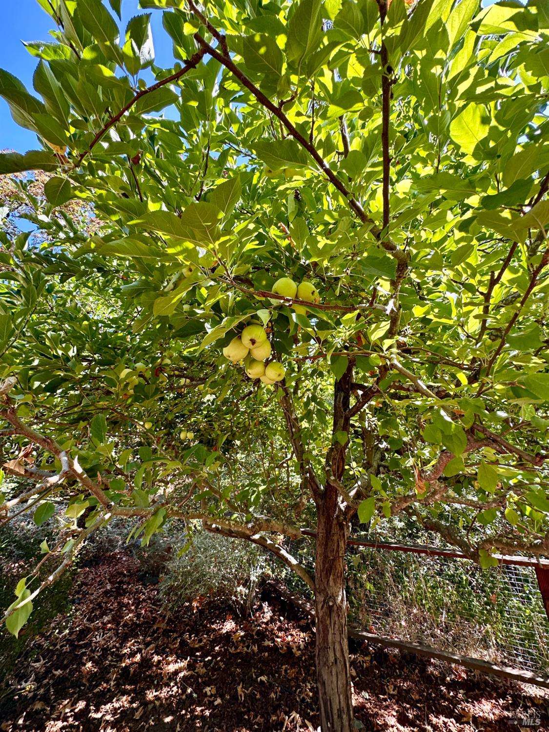 Detail Gallery Image 52 of 59 For 9200 Bennett Valley Rd, Glen Ellen,  CA 95442 - 3 Beds | 2/1 Baths
