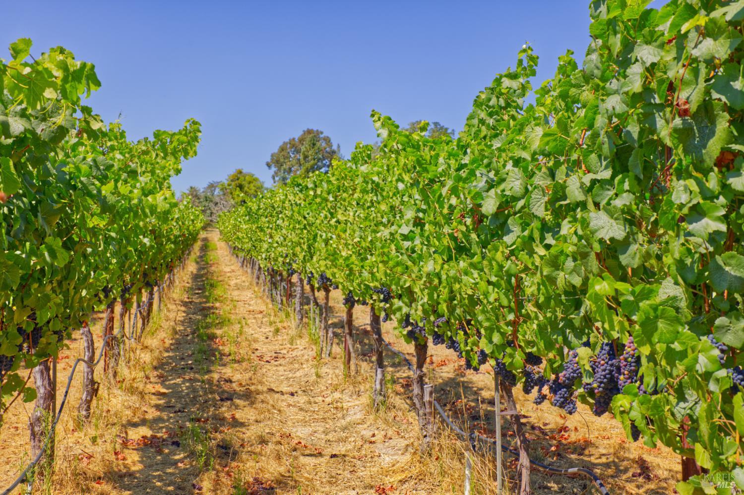 Detail Gallery Image 4 of 30 For 5200 116 N Hwy, Sebastopol,  CA 95472 - – Beds | – Baths