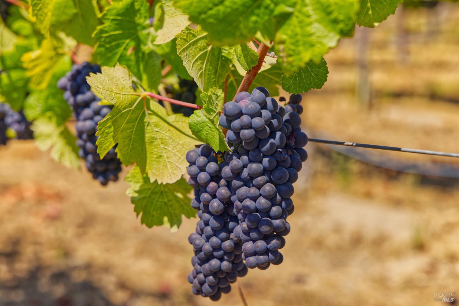 Detail Gallery Image 5 of 30 For 5200 116 N Hwy, Sebastopol,  CA 95472 - – Beds | – Baths