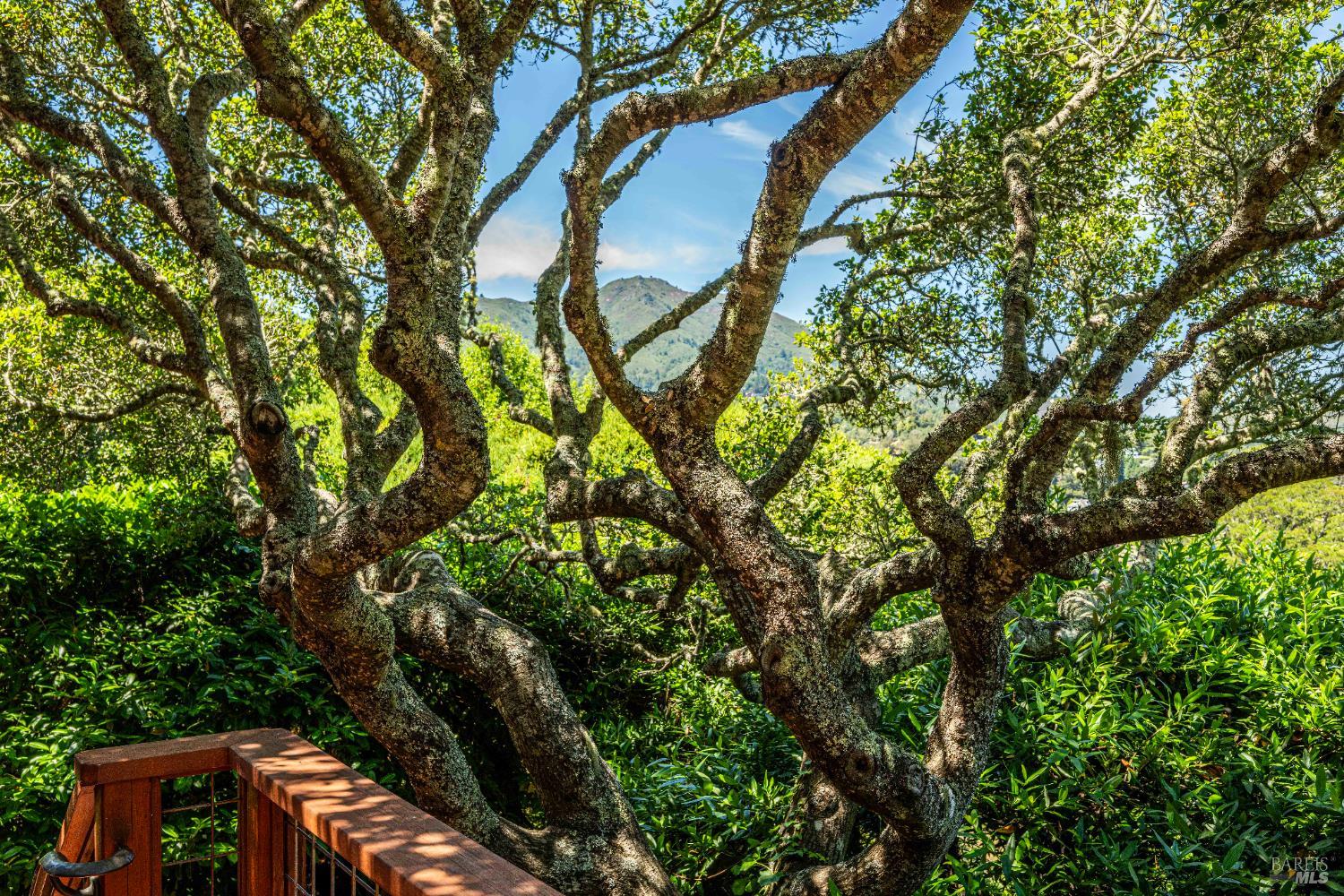 Detail Gallery Image 20 of 64 For 38 Helens Ln, Mill Valley,  CA 94941 - 4 Beds | 3/1 Baths