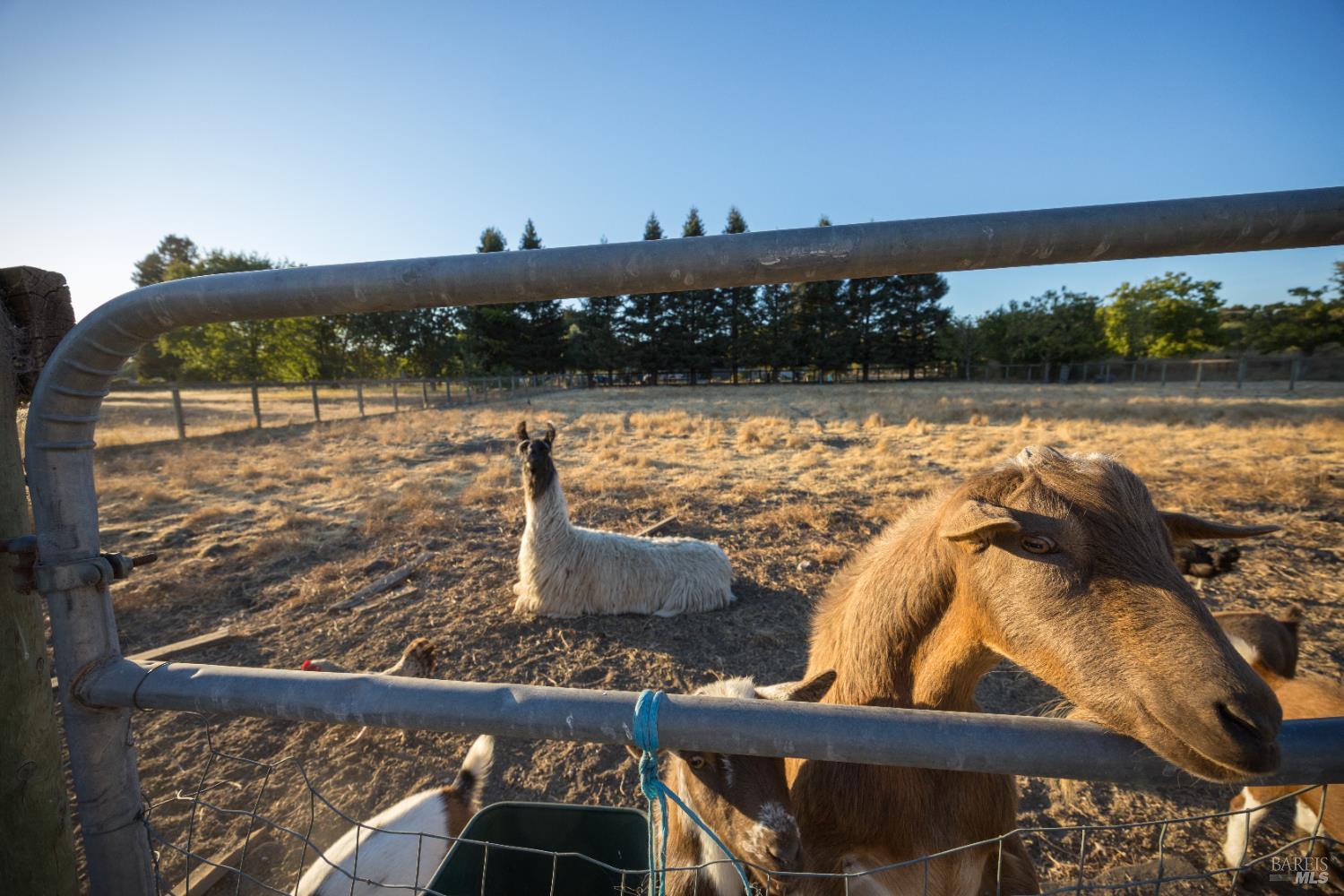 Detail Gallery Image 13 of 75 For 4100 Bisordi Ln, Santa Rosa,  CA 95439 - 5 Beds | 5 Baths