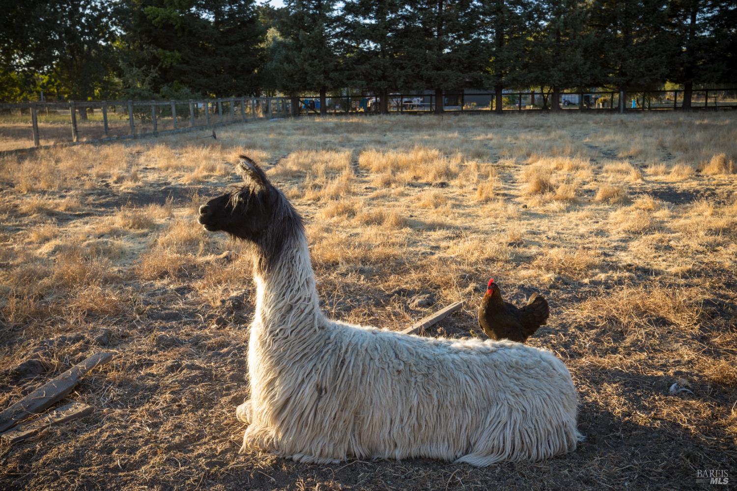 Detail Gallery Image 75 of 75 For 4100 Bisordi Ln, Santa Rosa,  CA 95439 - 5 Beds | 5 Baths