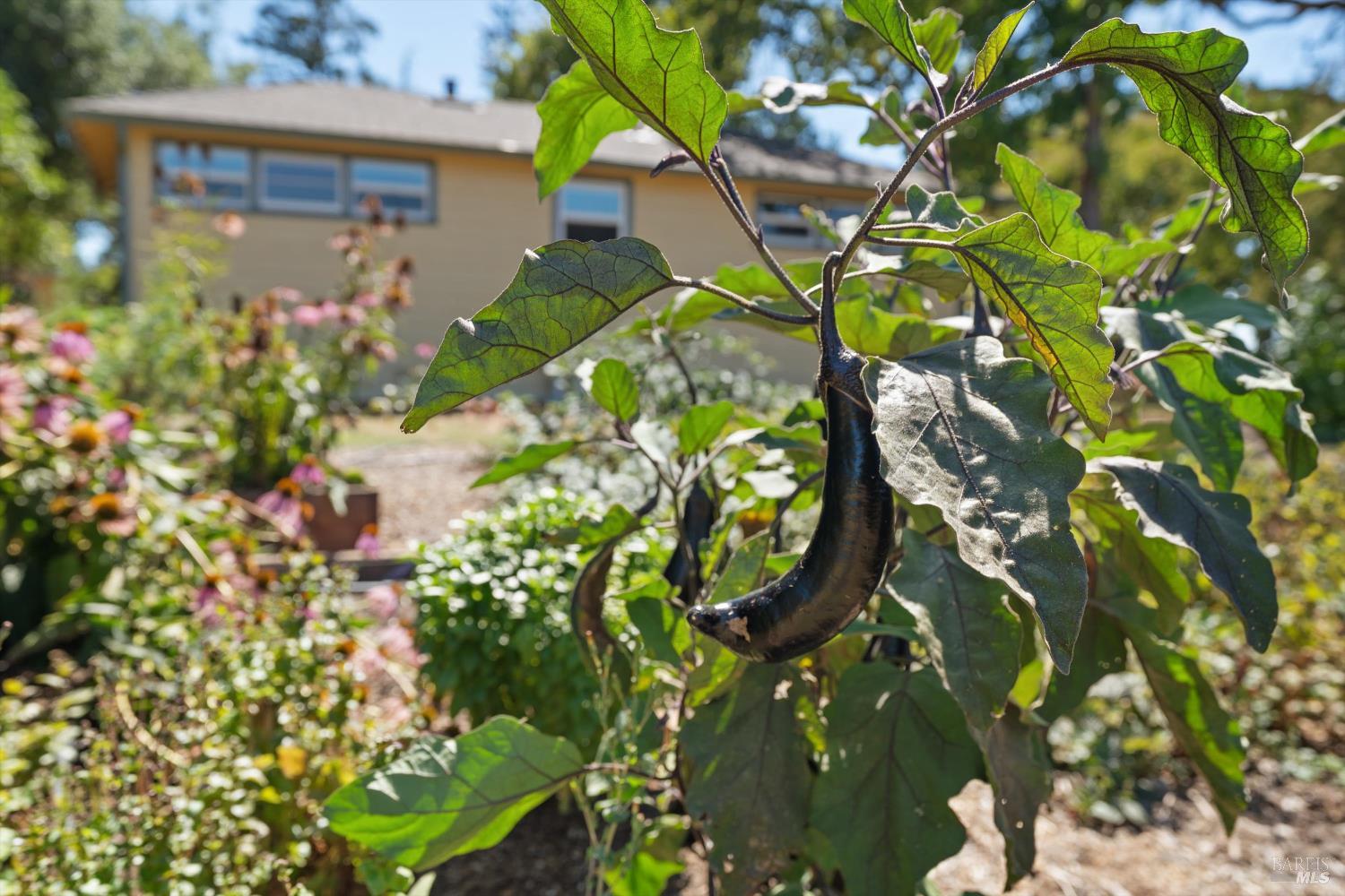Detail Gallery Image 45 of 65 For 644 Piezzi Rd, Santa Rosa,  CA 95401 - 3 Beds | 1/1 Baths