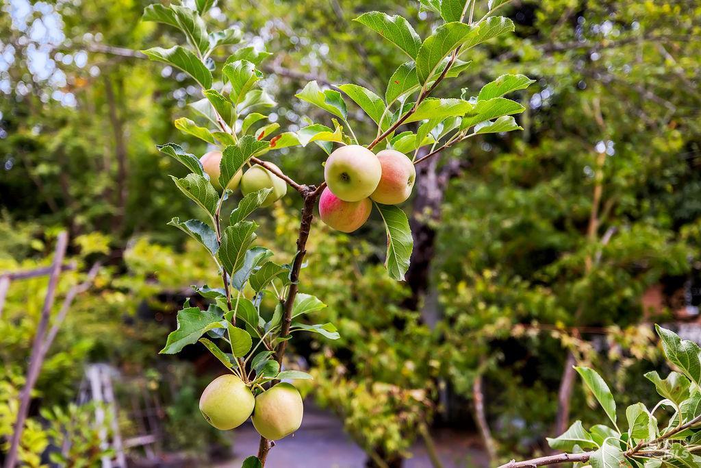 Detail Gallery Image 71 of 77 For 15990 Drake Rd, Guerneville,  CA 95446 - 1 Beds | 1 Baths