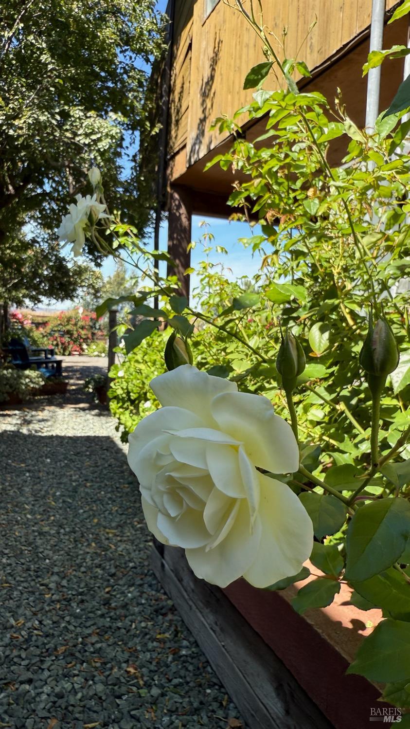 Detail Gallery Image 37 of 46 For 1576 Milton Rd, Napa,  CA 94559 - 3 Beds | 2 Baths
