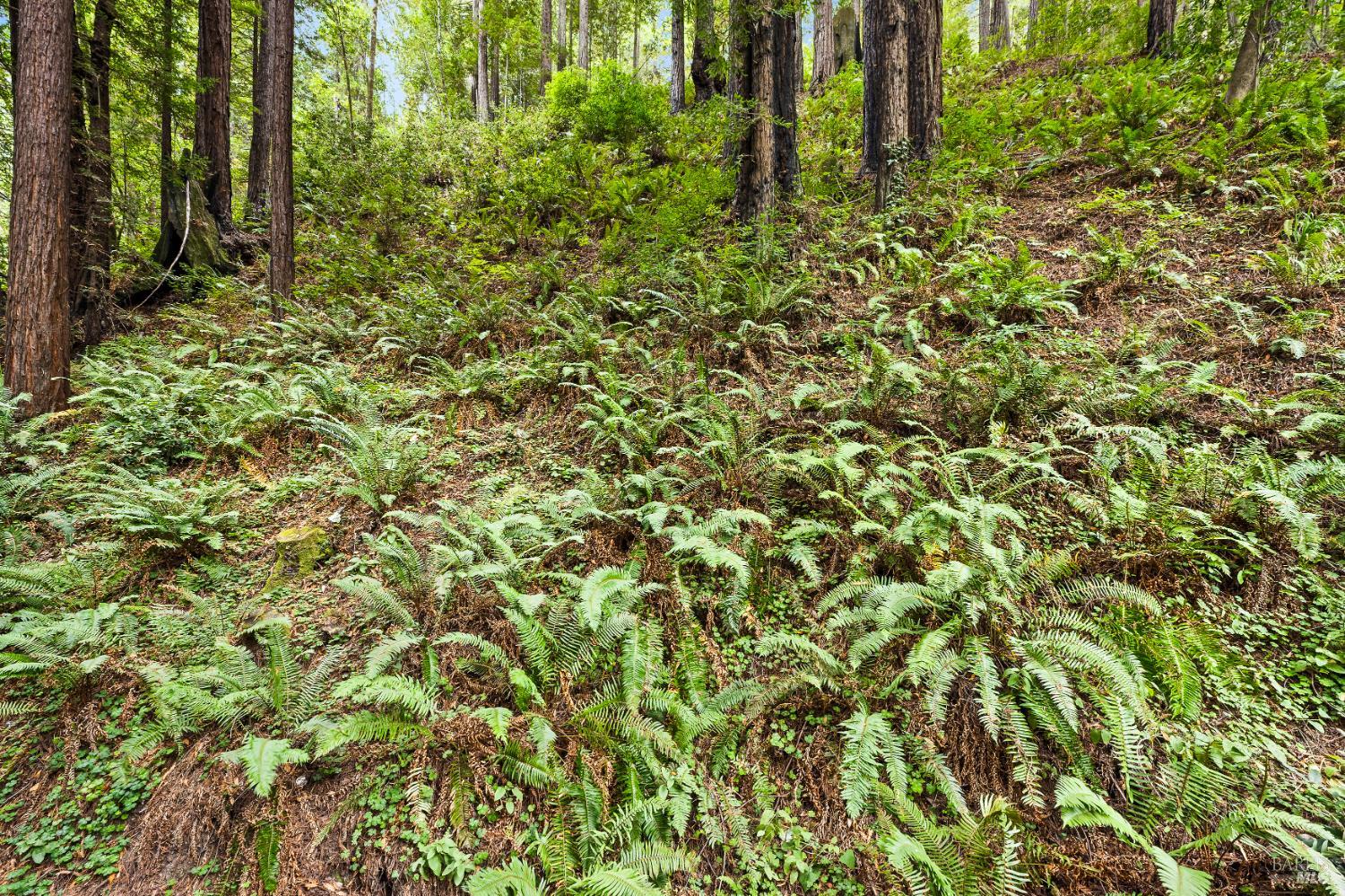 Detail Gallery Image 24 of 25 For 1025 Cazadero Hwy, Cazadero,  CA 95421 - 2 Beds | 2 Baths