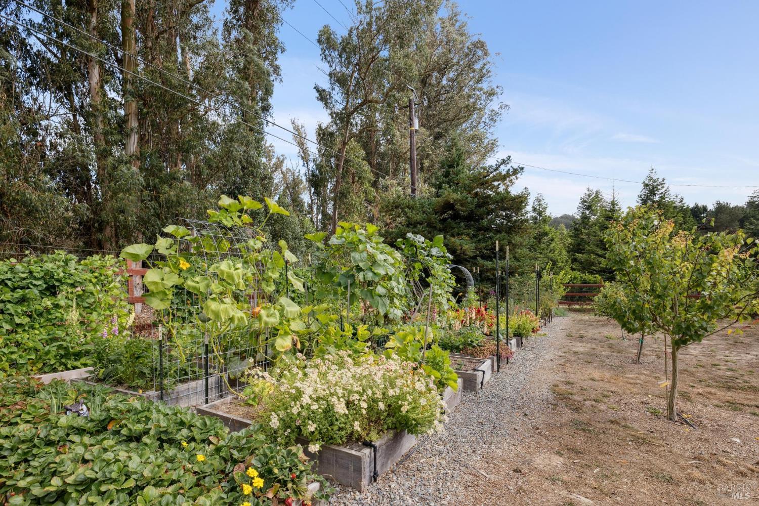 Detail Gallery Image 6 of 62 For 5611 Blank Rd, Sebastopol,  CA 95472 - 3 Beds | 2 Baths