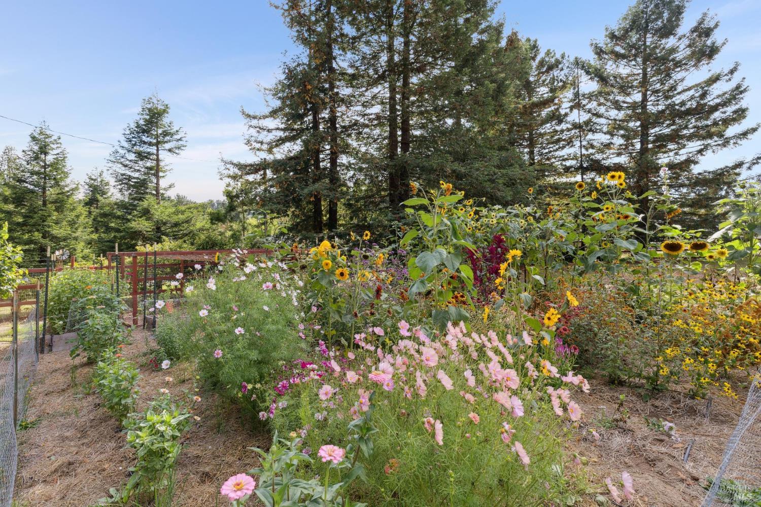 Detail Gallery Image 5 of 62 For 5611 Blank Rd, Sebastopol,  CA 95472 - 3 Beds | 2 Baths