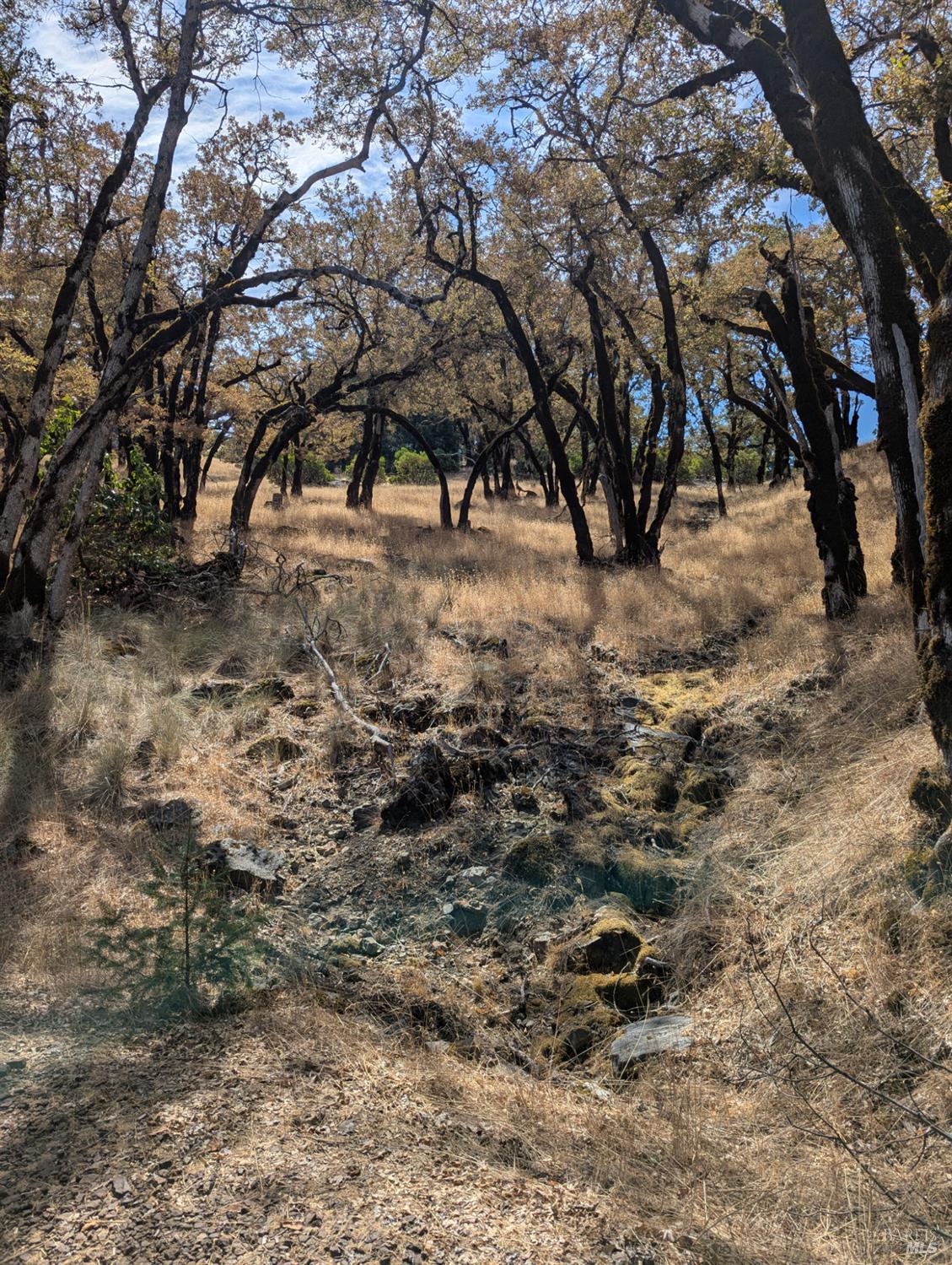 Detail Gallery Image 12 of 29 For 0 Registered Guest Rd, Laytonville,  CA 95454 - – Beds | – Baths