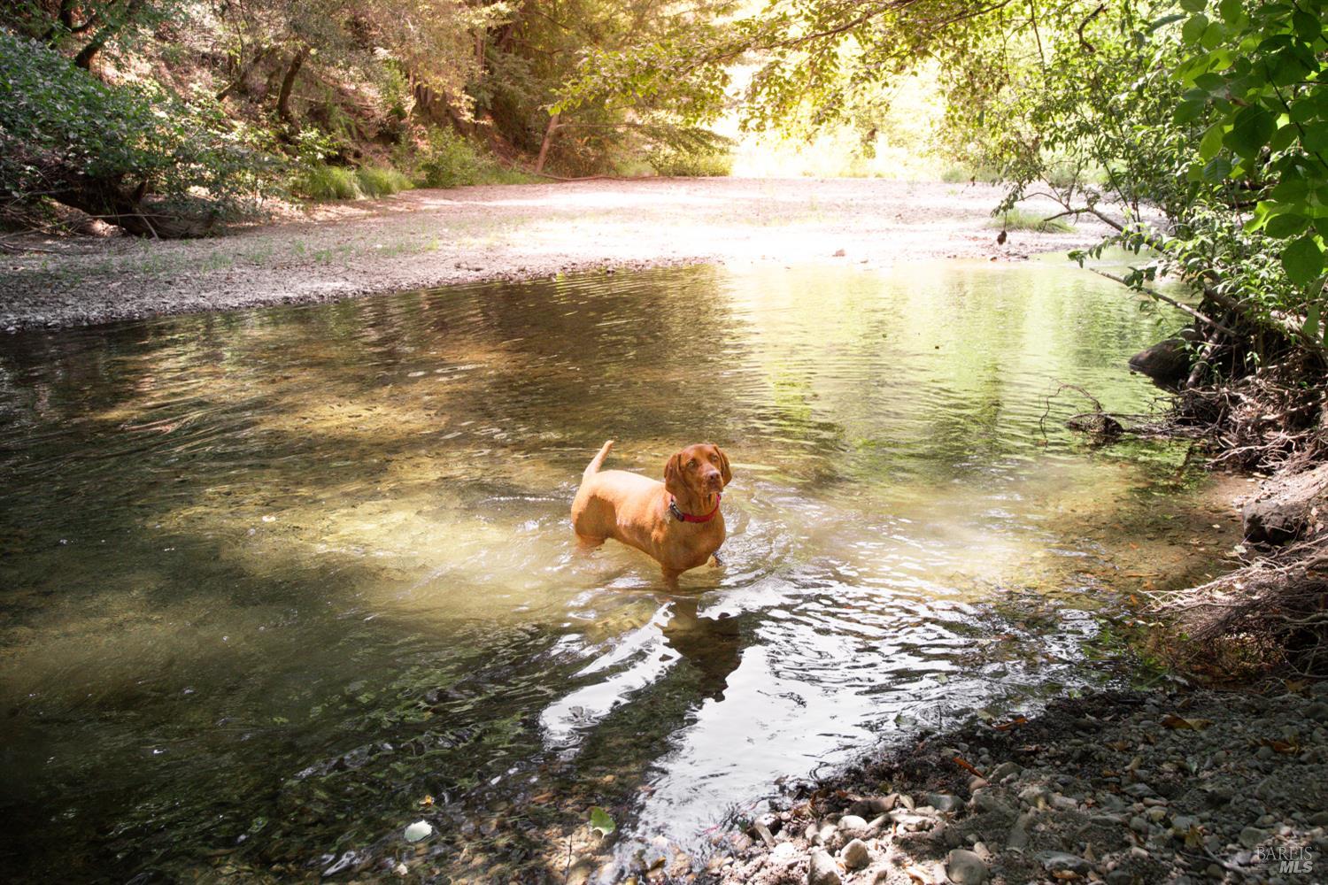 Detail Gallery Image 40 of 49 For 1500 Old Cazadero Rd, Cazadero,  CA 95421 - 3 Beds | 2 Baths