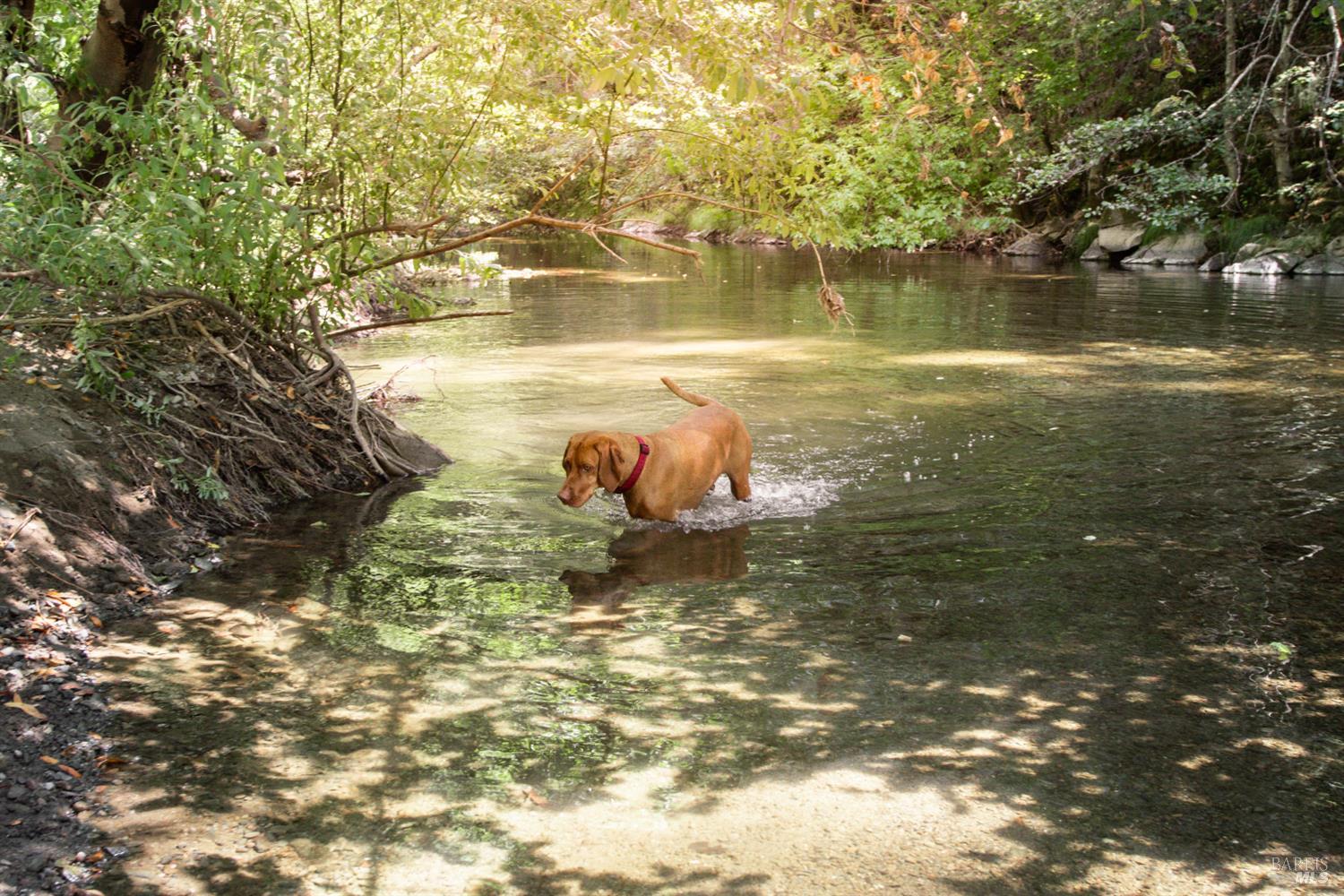 Detail Gallery Image 42 of 49 For 1500 Old Cazadero Rd, Cazadero,  CA 95421 - 3 Beds | 2 Baths
