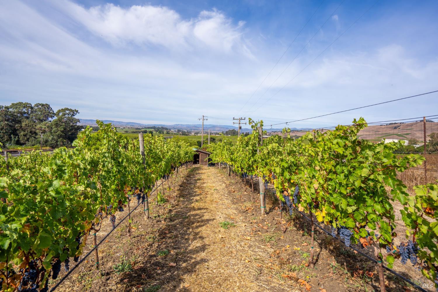 Detail Gallery Image 11 of 26 For 3800 Jameson Canyon Rd, Napa,  CA 94558 - – Beds | – Baths