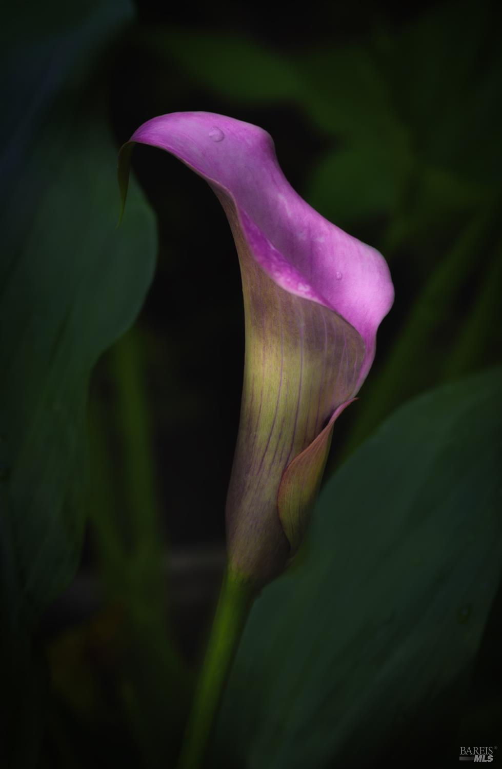 Detail Gallery Image 79 of 83 For 15990 Drake Rd, Guerneville,  CA 95446 - 1 Beds | 1 Baths