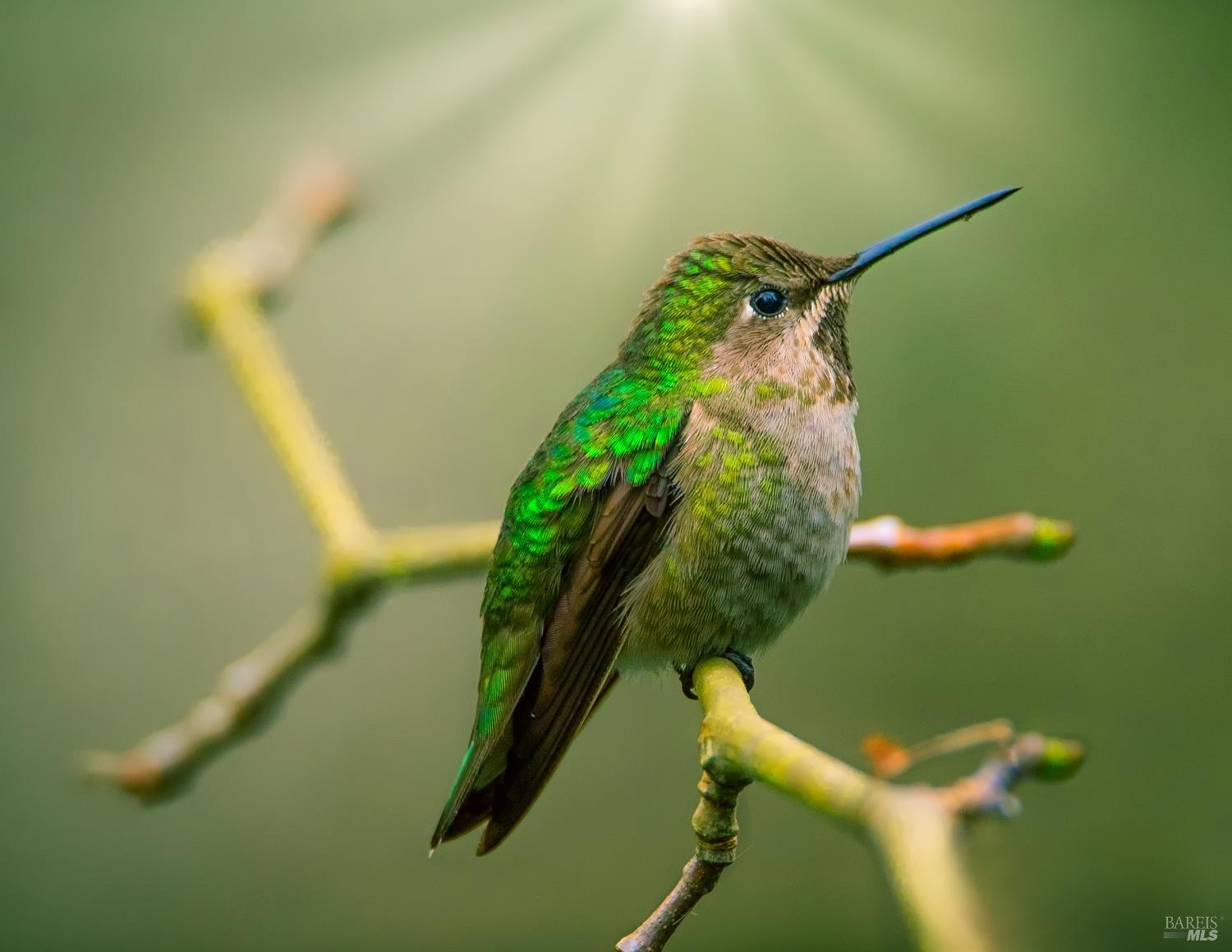 Detail Gallery Image 82 of 83 For 15990 Drake Rd, Guerneville,  CA 95446 - 1 Beds | 1 Baths