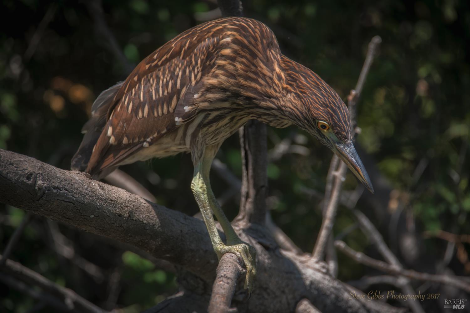 Detail Gallery Image 77 of 83 For 15990 Drake Rd, Guerneville,  CA 95446 - 1 Beds | 1 Baths