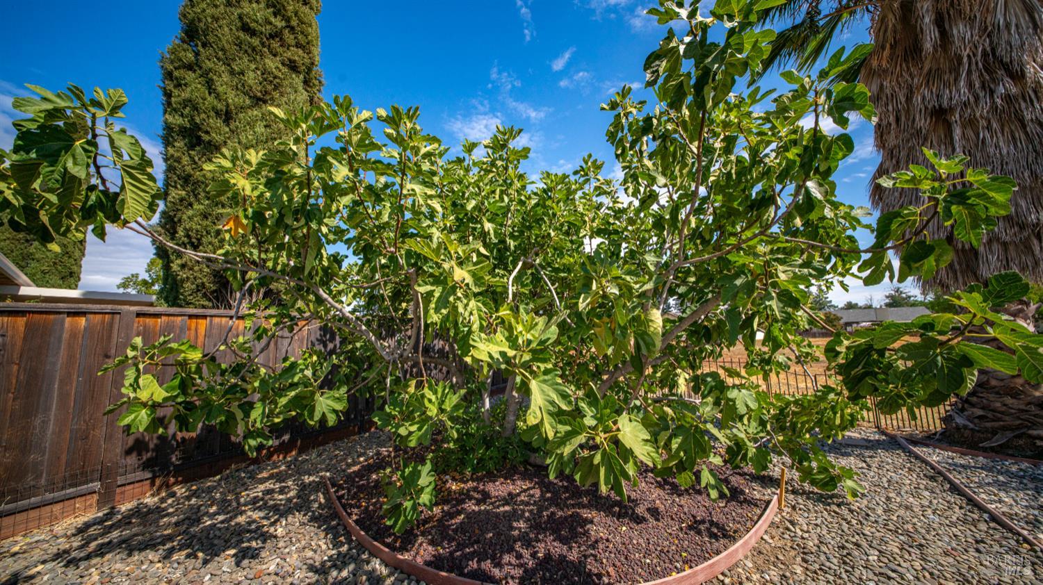 Detail Gallery Image 45 of 64 For 442 Yellowstone Dr, Vacaville,  CA 95687 - 3 Beds | 2 Baths