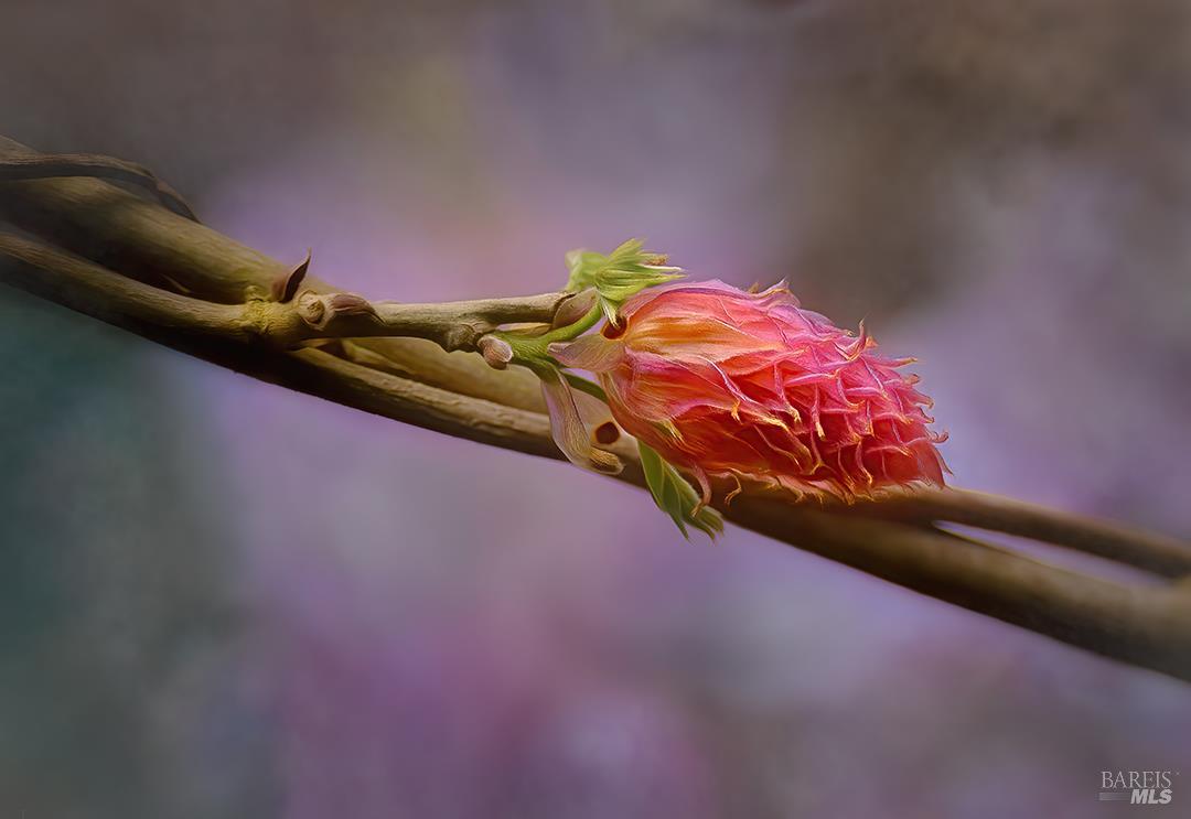 Detail Gallery Image 81 of 83 For 15990 Drake Rd, Guerneville,  CA 95446 - 1 Beds | 1 Baths