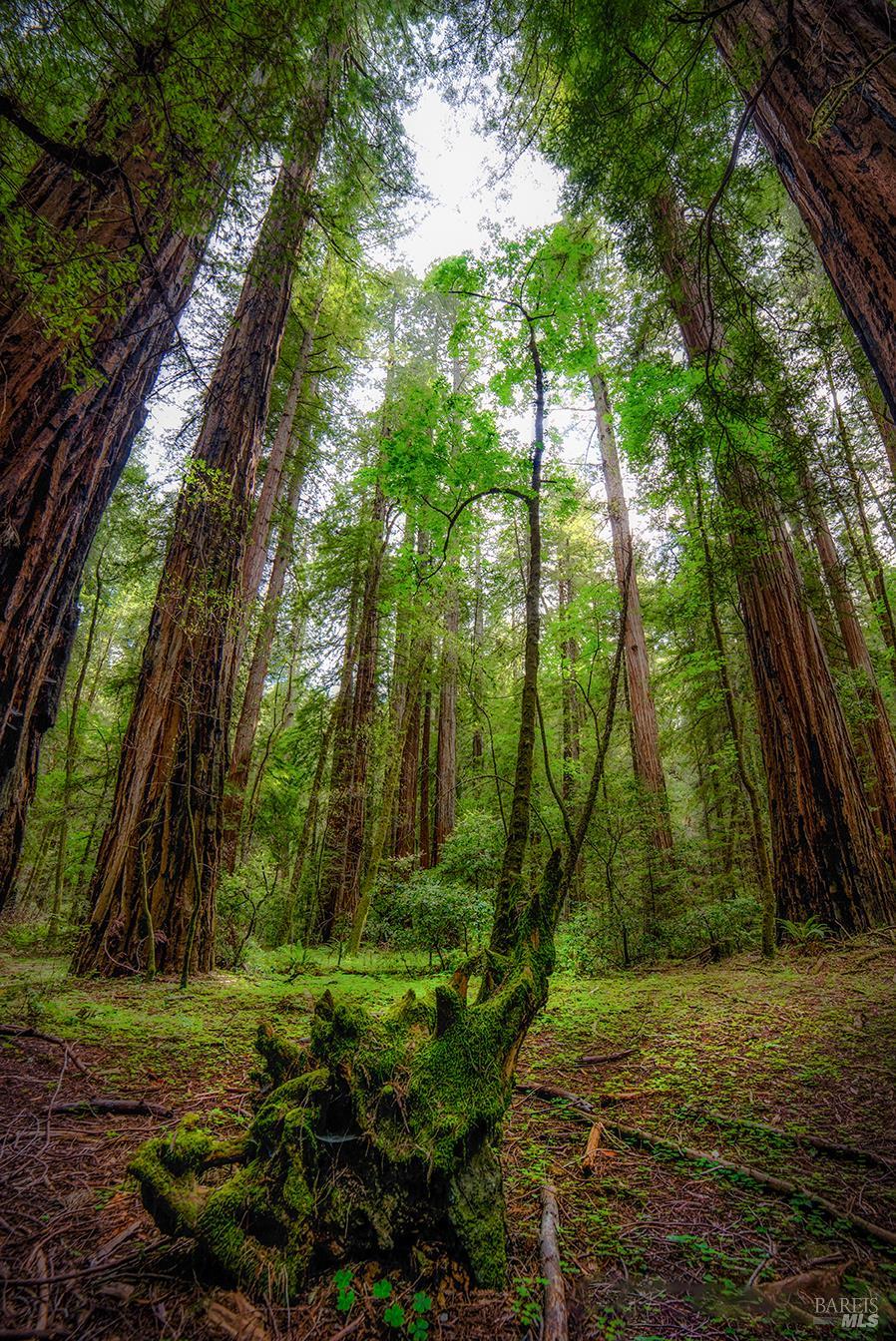 Detail Gallery Image 78 of 83 For 15990 Drake Rd, Guerneville,  CA 95446 - 1 Beds | 1 Baths