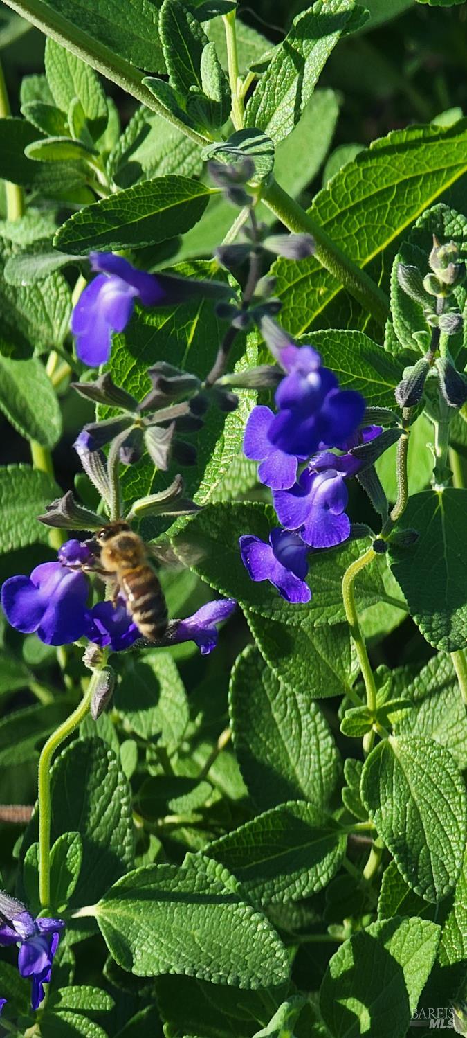 Detail Gallery Image 52 of 52 For 8743 Franklin St, Windsor,  CA 95492 - 1 Beds | 1 Baths