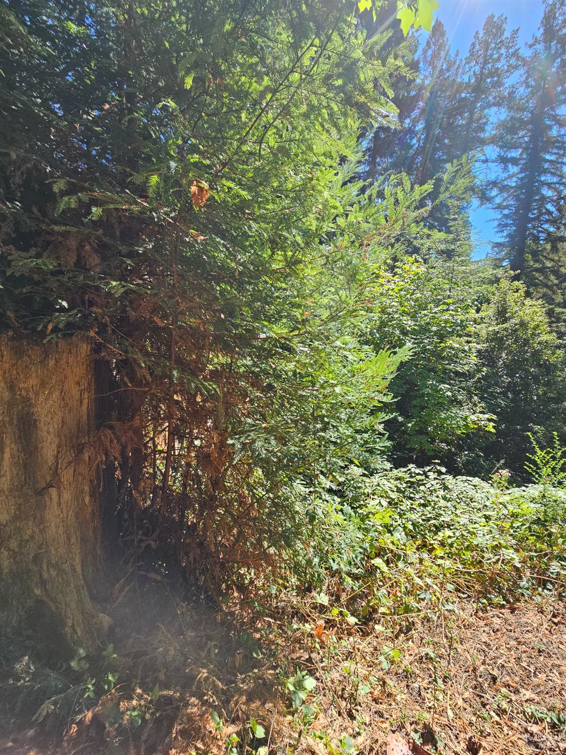 Detail Gallery Image 32 of 45 For 135 Redwood Ave, Camp Meeker,  CA 95419 - 1 Beds | 1 Baths