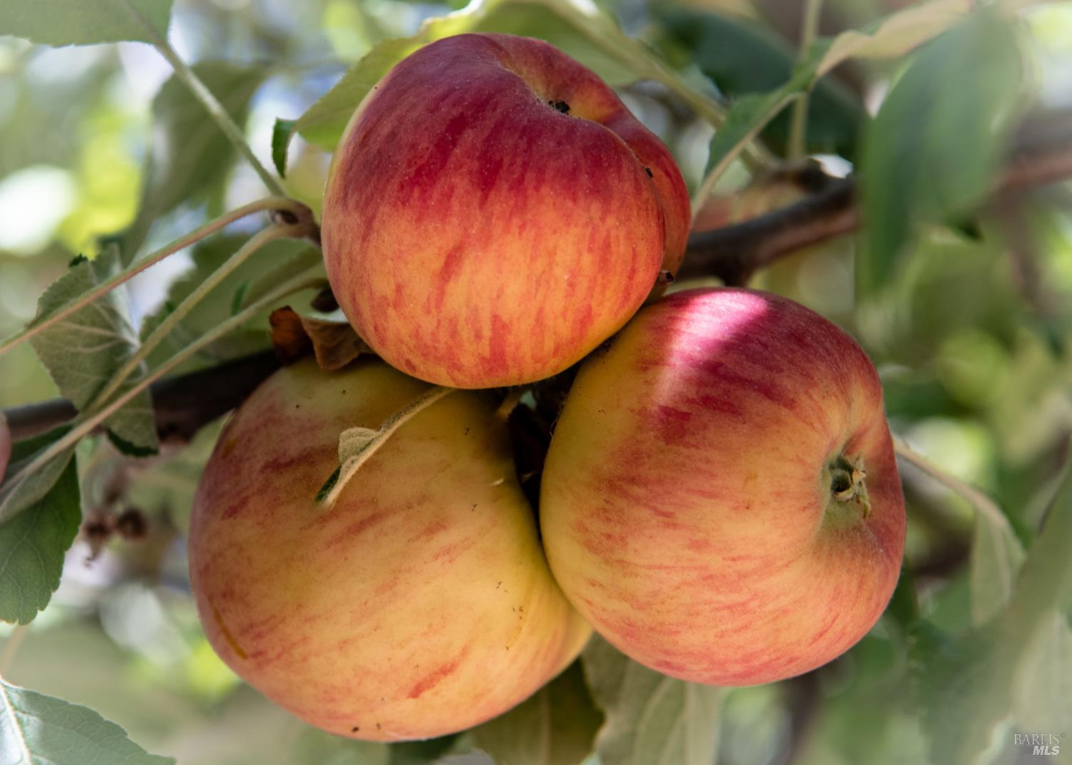 Detail Gallery Image 34 of 35 For 176 Railroad Ave, Woodacre,  CA 94973 - 2 Beds | 2 Baths