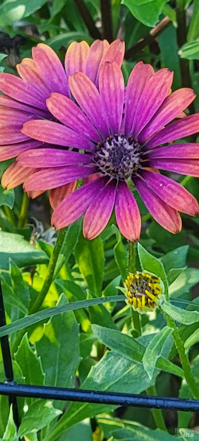 Detail Gallery Image 51 of 52 For 8743 Franklin St, Windsor,  CA 95492 - 1 Beds | 1 Baths