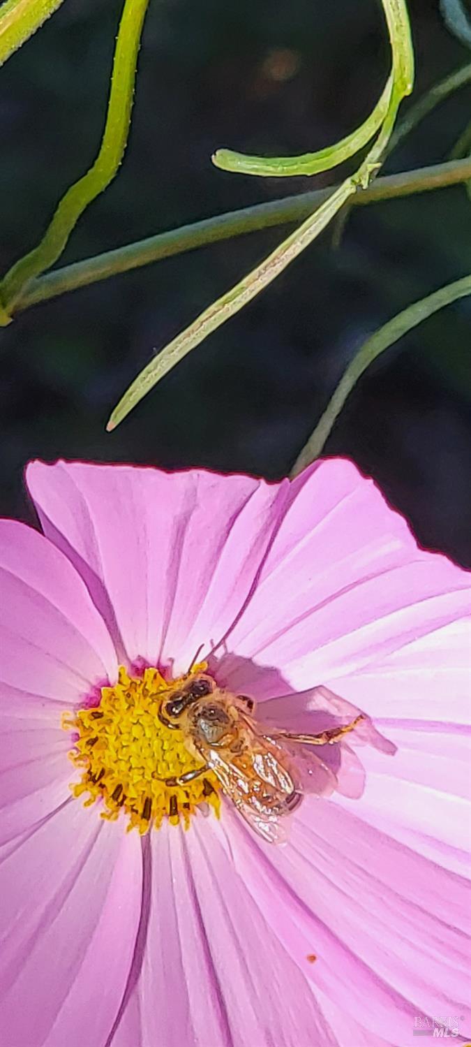 Detail Gallery Image 49 of 52 For 8743 Franklin St, Windsor,  CA 95492 - 1 Beds | 1 Baths