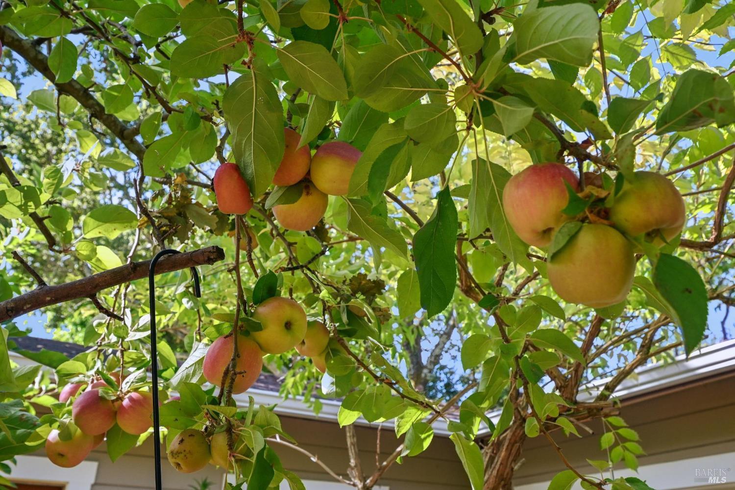 Detail Gallery Image 38 of 39 For 211 the Alameda Unkn, San Anselmo,  CA 94960 - 2 Beds | 2 Baths