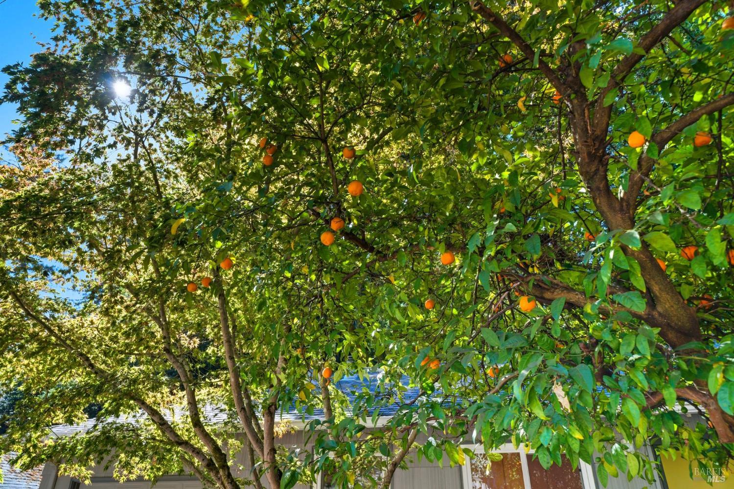 Detail Gallery Image 54 of 60 For 39 Bridge Rd, Larkspur,  CA 94939 - 2 Beds | 1/1 Baths