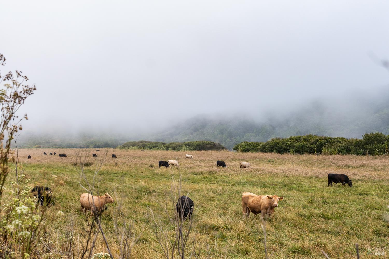 Detail Gallery Image 21 of 51 For 10400 Coast Highway Hwy, Jenner,  CA 95450 - – Beds | – Baths