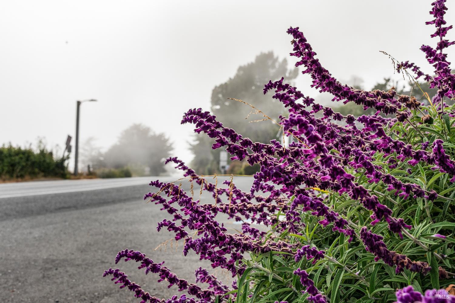 Detail Gallery Image 13 of 51 For 10400 Coast Highway Hwy, Jenner,  CA 95450 - – Beds | – Baths