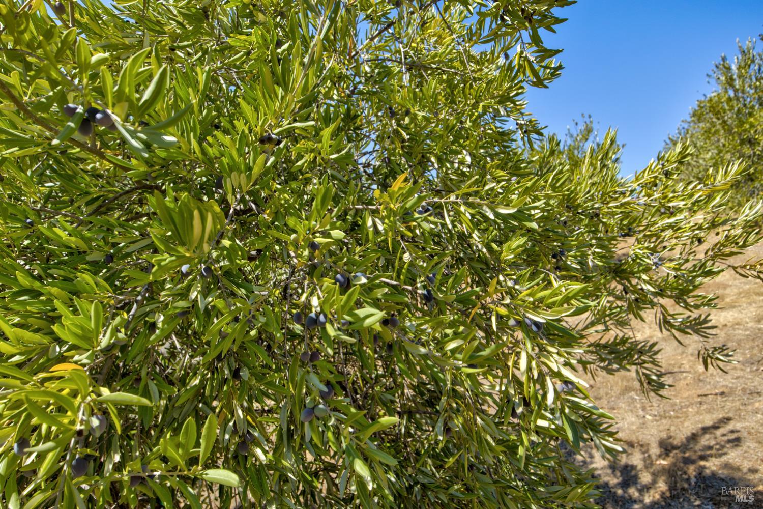 Detail Gallery Image 62 of 94 For 1280 W St. Hwy 20 St, Upper Lake,  CA 95485 - 2 Beds | 2 Baths