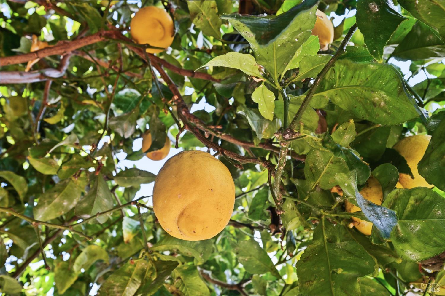 Detail Gallery Image 56 of 65 For 1117 Hearst Ave, Berkeley,  CA 94702 - 3 Beds | 2 Baths