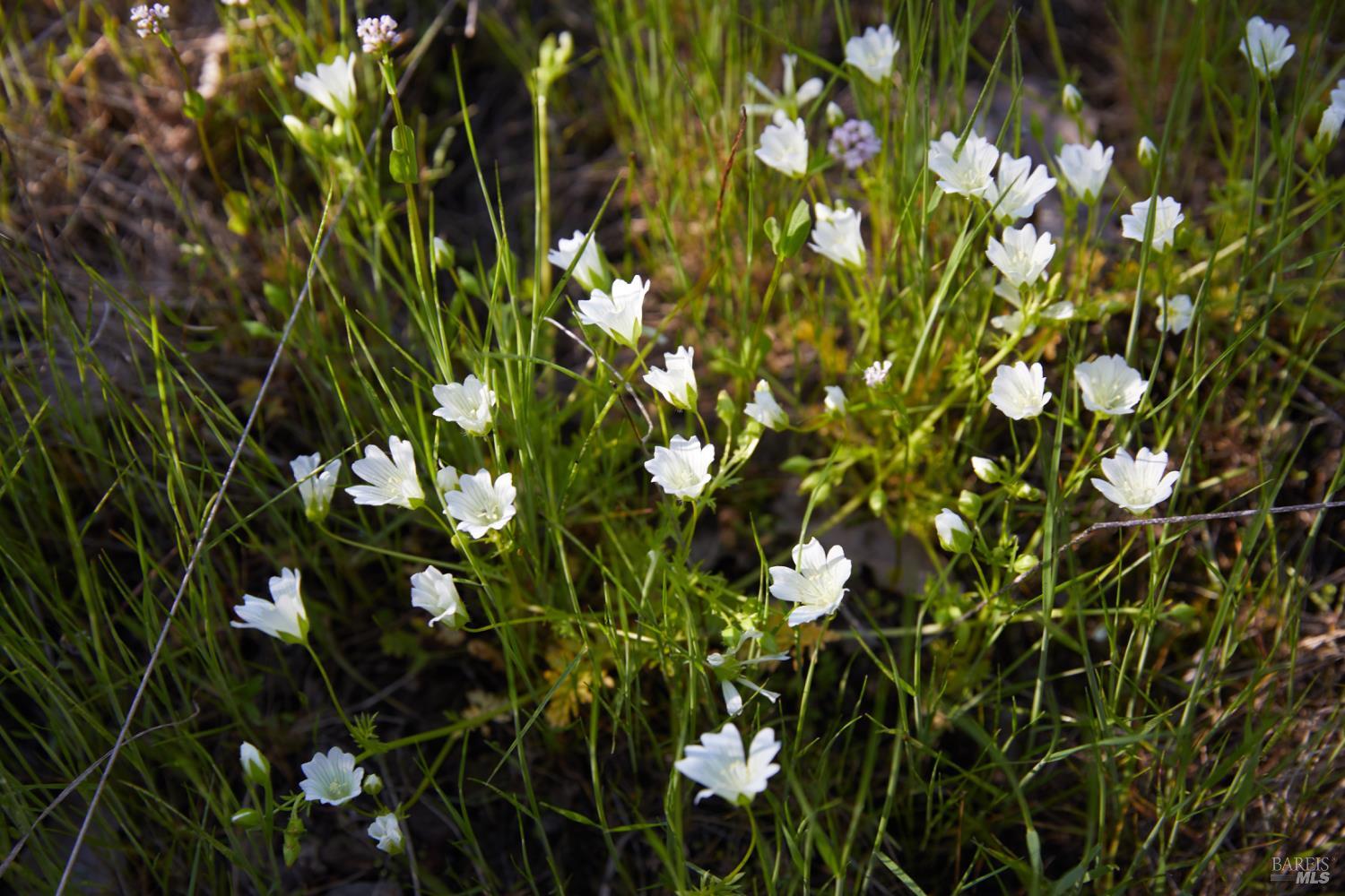 Detail Gallery Image 12 of 22 For 10850 Tomki Rd, Redwood Valley,  CA 95470 - – Beds | – Baths