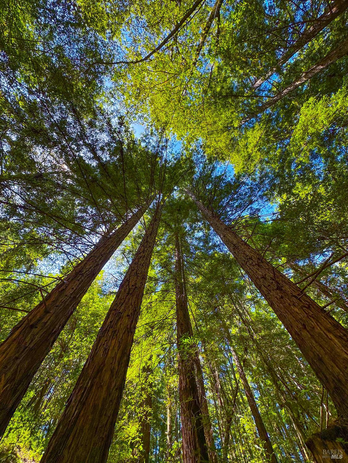 Detail Gallery Image 6 of 13 For 3150 Mill Creek Rd, Healdsburg,  CA 95448 - 4 Beds | 2 Baths