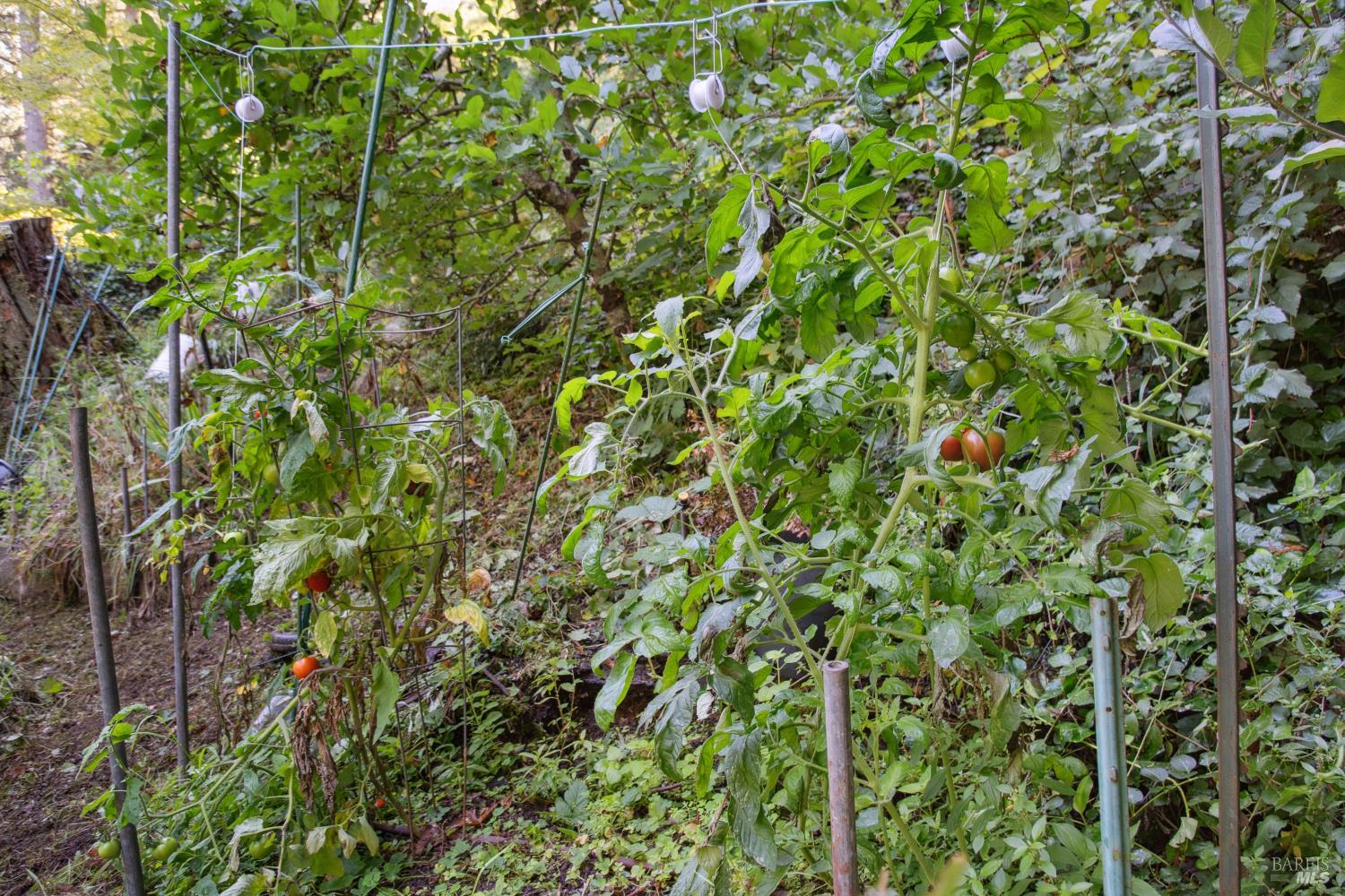 Detail Gallery Image 31 of 39 For 1 Tamarack Rd #B,  San Geronimo,  CA 94963 - 3 Beds | 2 Baths