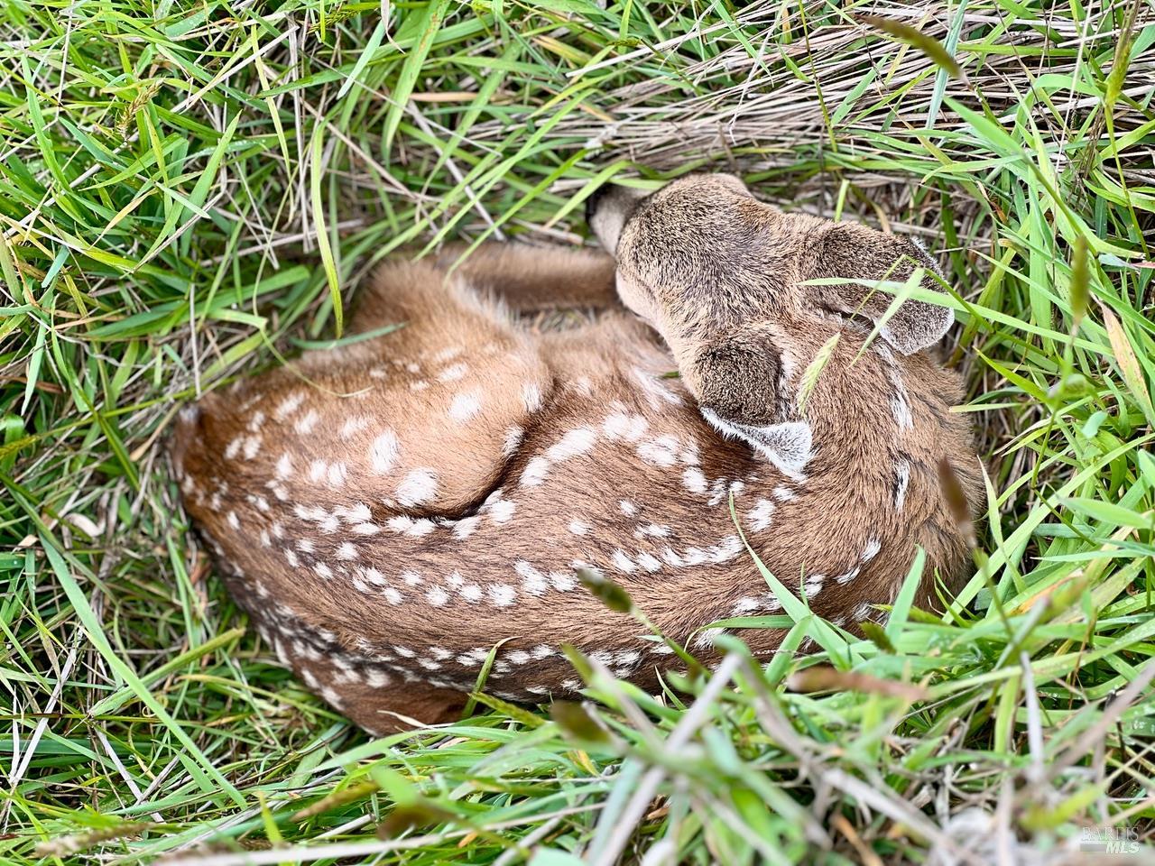 Detail Gallery Image 22 of 27 For 35844 Sea Ridge Rd, The Sea Ranch,  CA 95497 - 2 Beds | 2/1 Baths