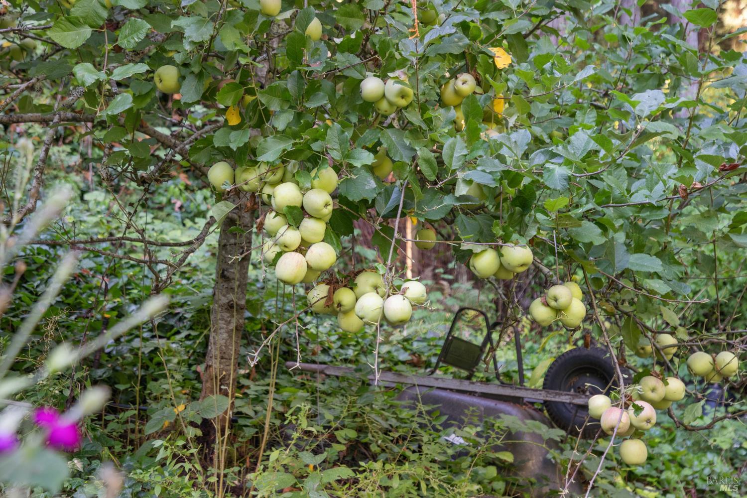 Detail Gallery Image 30 of 39 For 1 Tamarack Rd #B,  San Geronimo,  CA 94963 - 3 Beds | 2 Baths