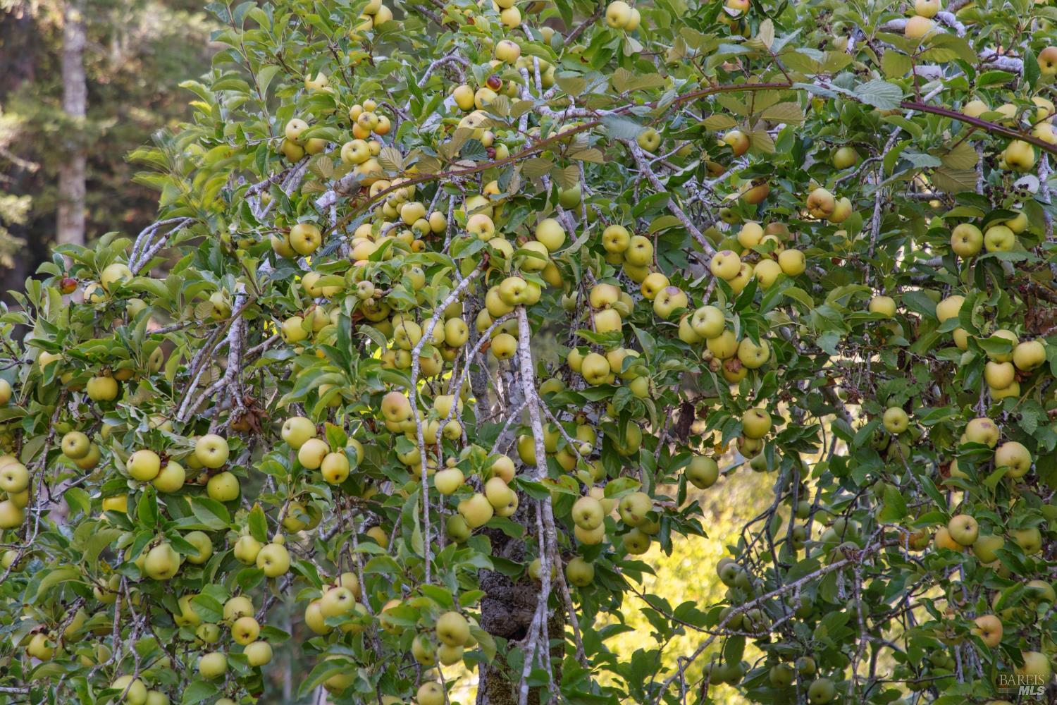 Detail Gallery Image 32 of 39 For 1 Tamarack Rd #B,  San Geronimo,  CA 94963 - 3 Beds | 2 Baths