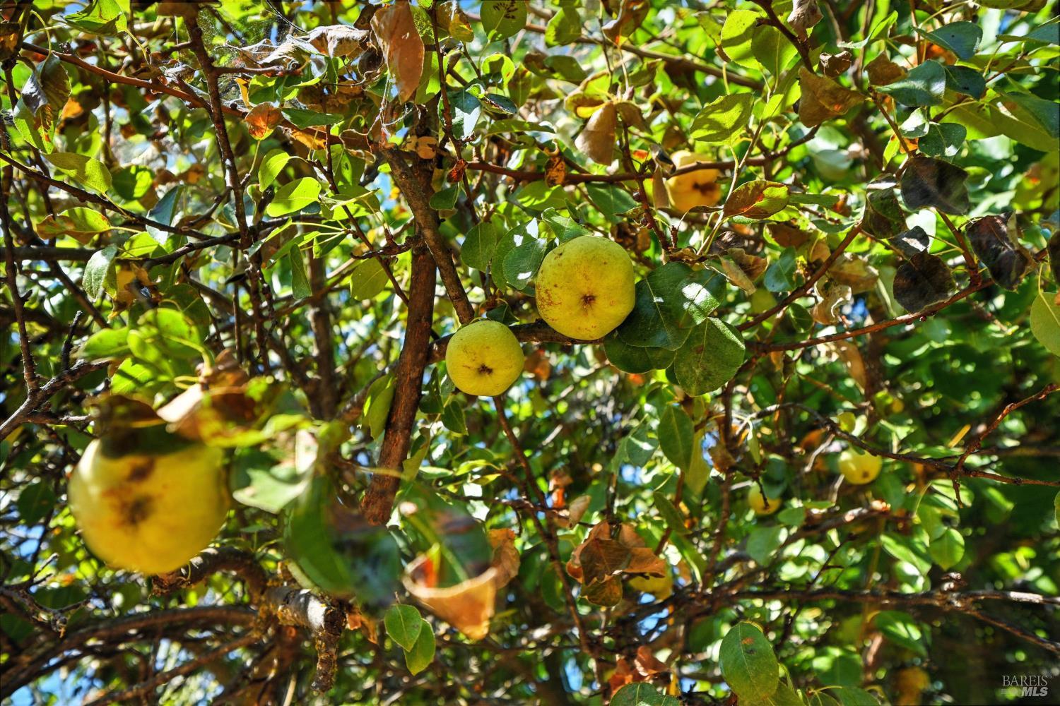 Detail Gallery Image 36 of 39 For 4397 Country Club Dr, Lucerne,  CA 95458 - 4 Beds | 2 Baths