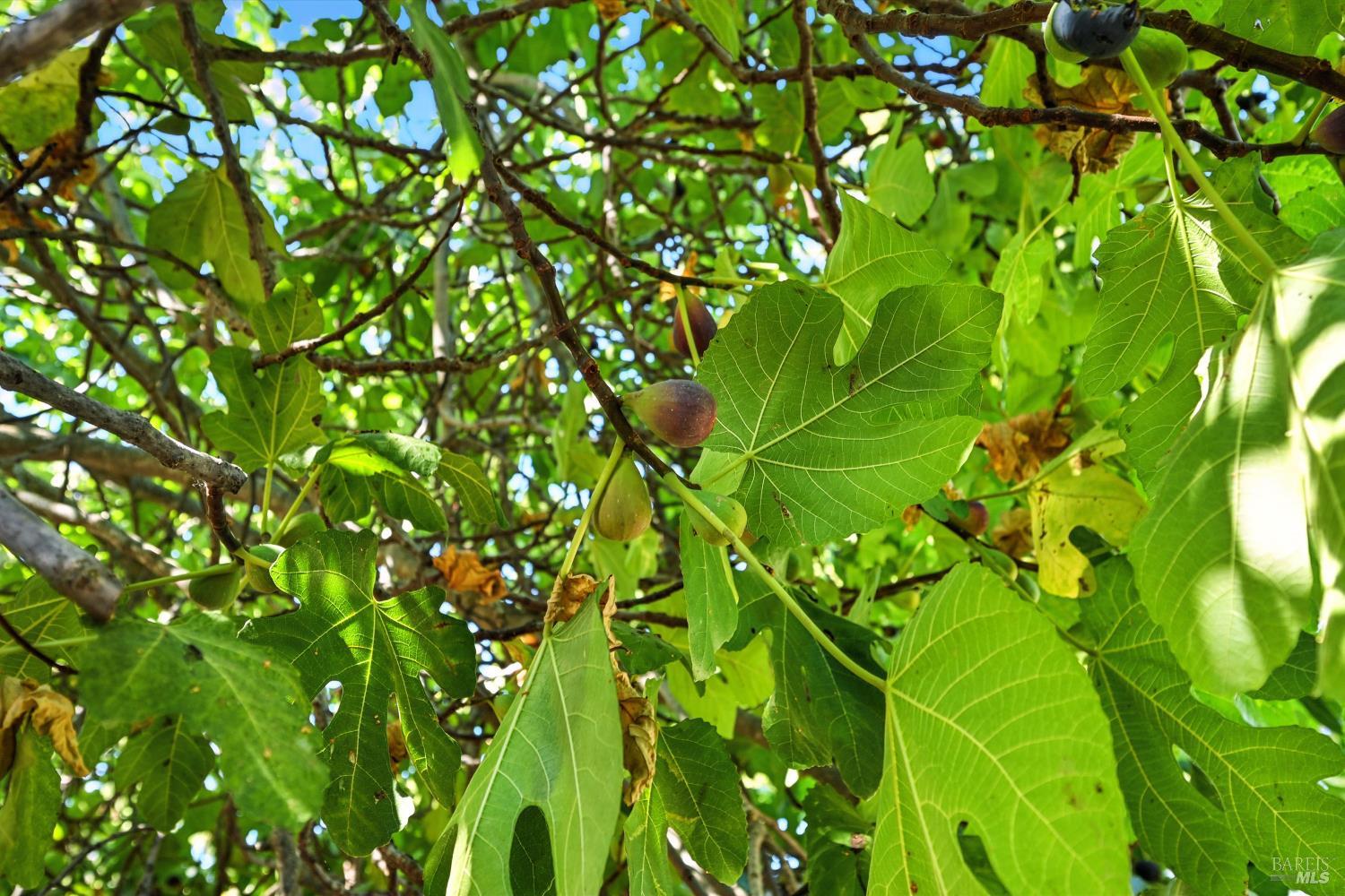 Detail Gallery Image 34 of 39 For 4397 Country Club Dr, Lucerne,  CA 95458 - 4 Beds | 2 Baths